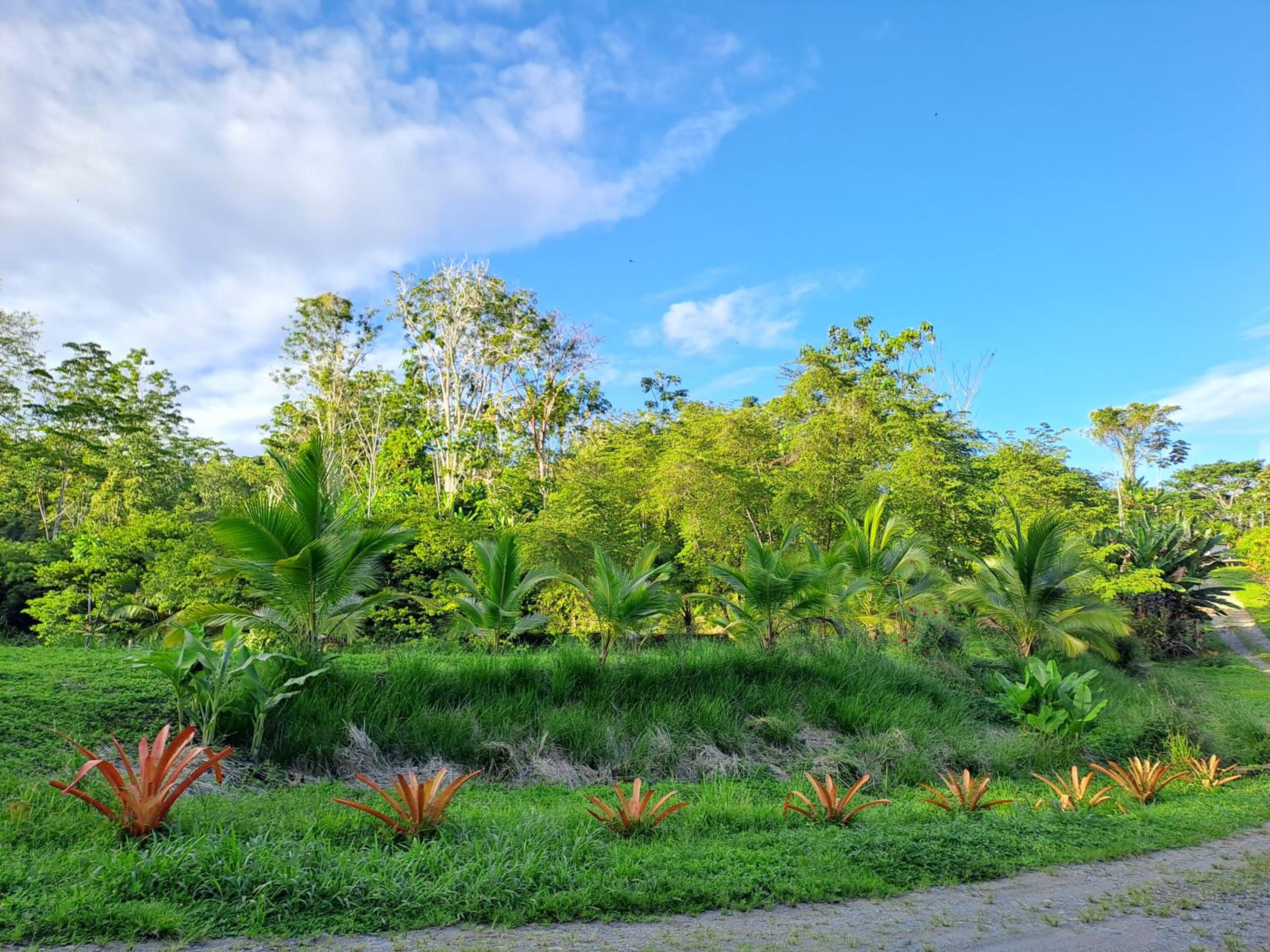 Terra NaturaMa - off grid living in the jungle