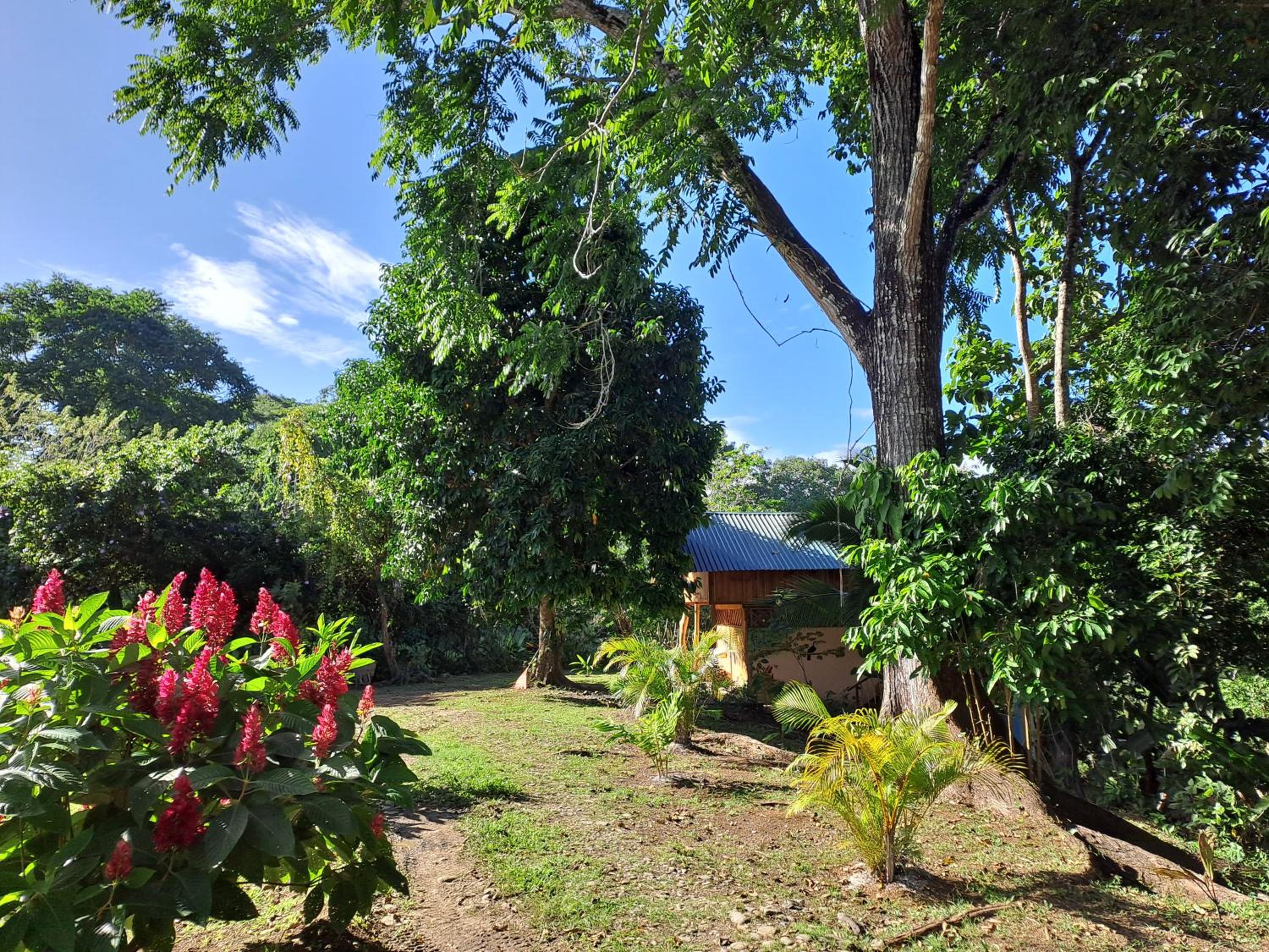 Terra NaturaMa - off grid living in the jungle