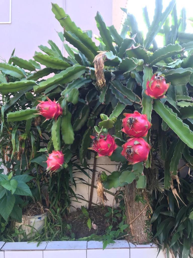 Casa Aconchego das Pitayas