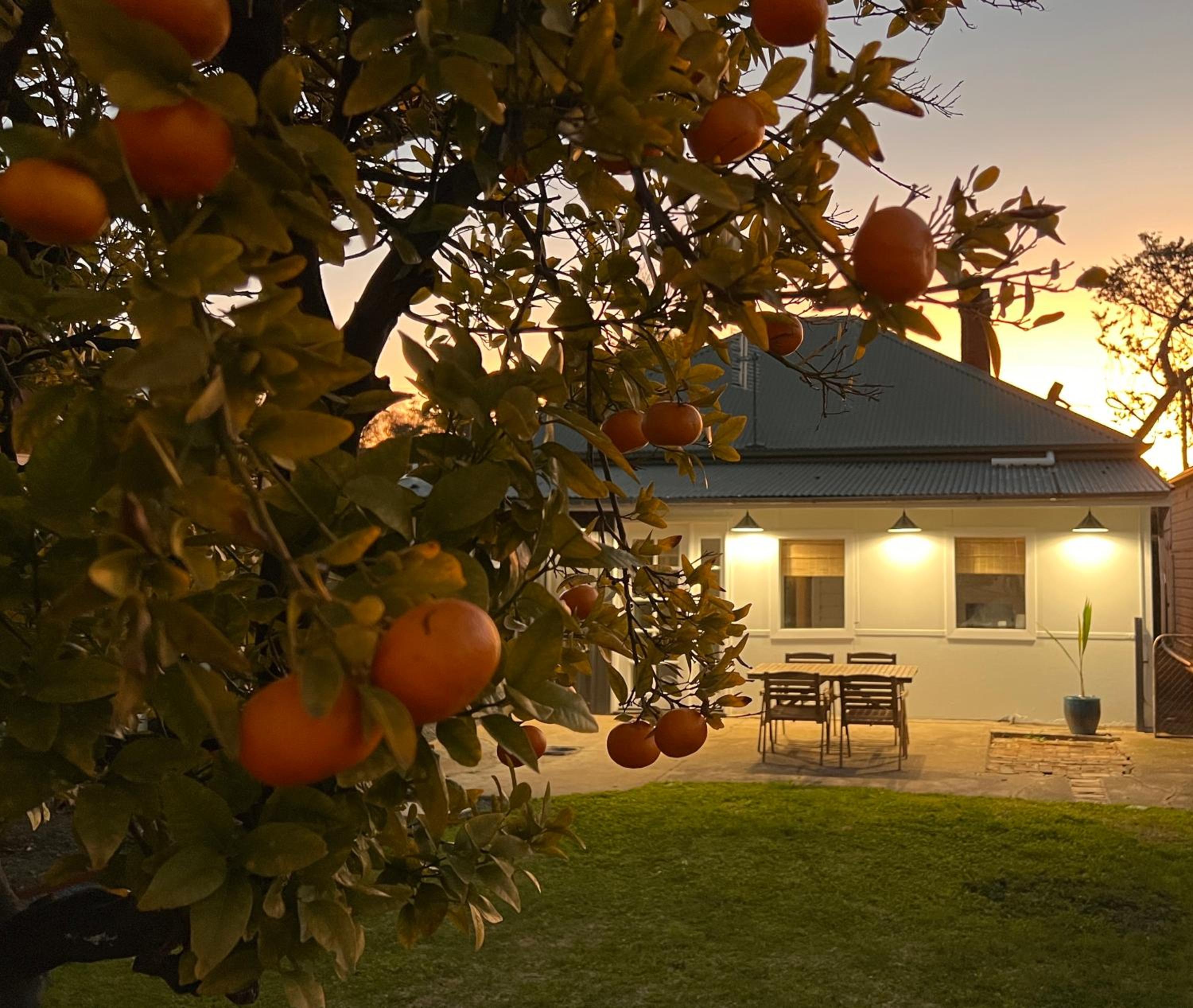 Clementine Mudgee