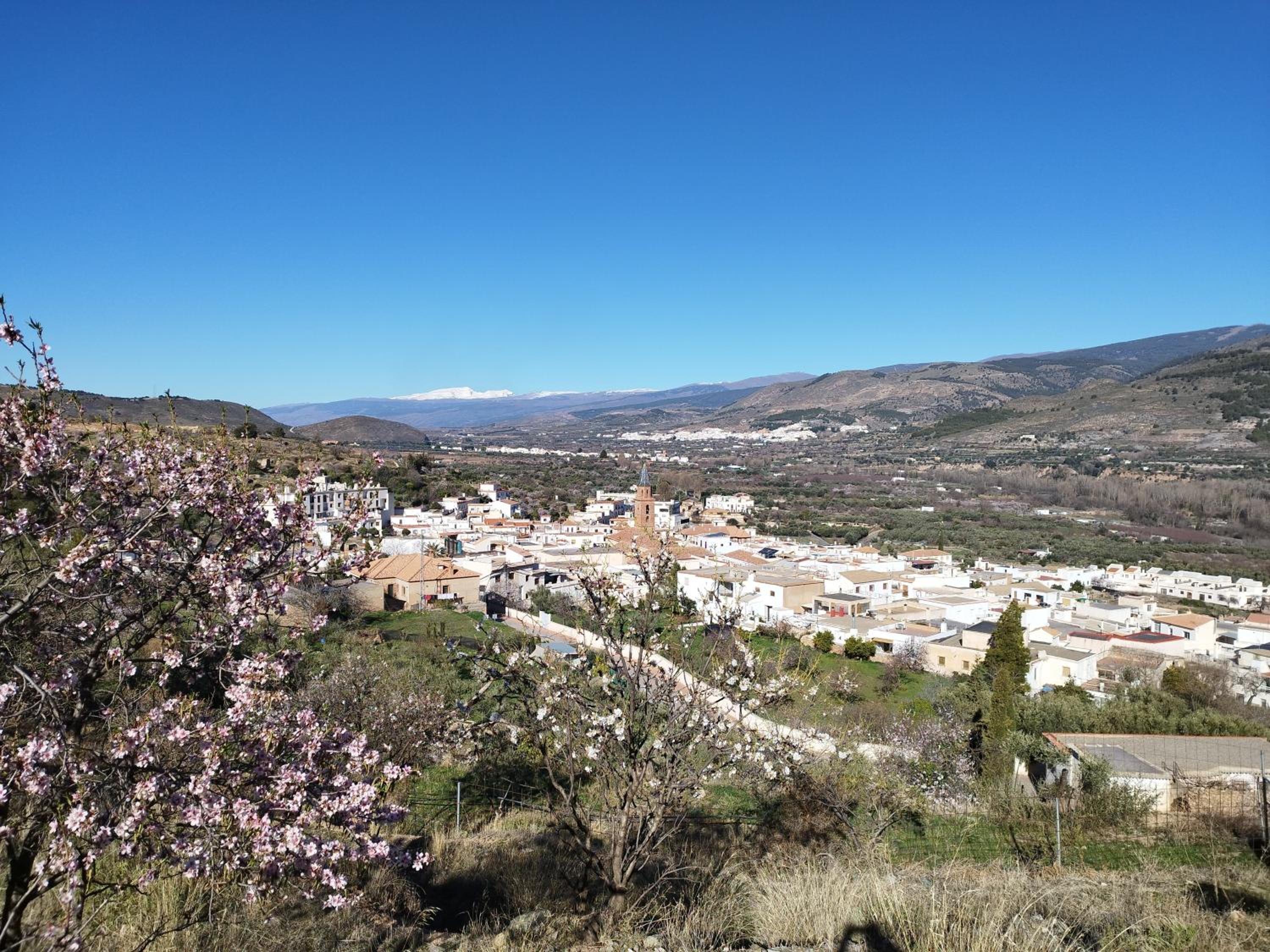 Los Olivos de Fondon