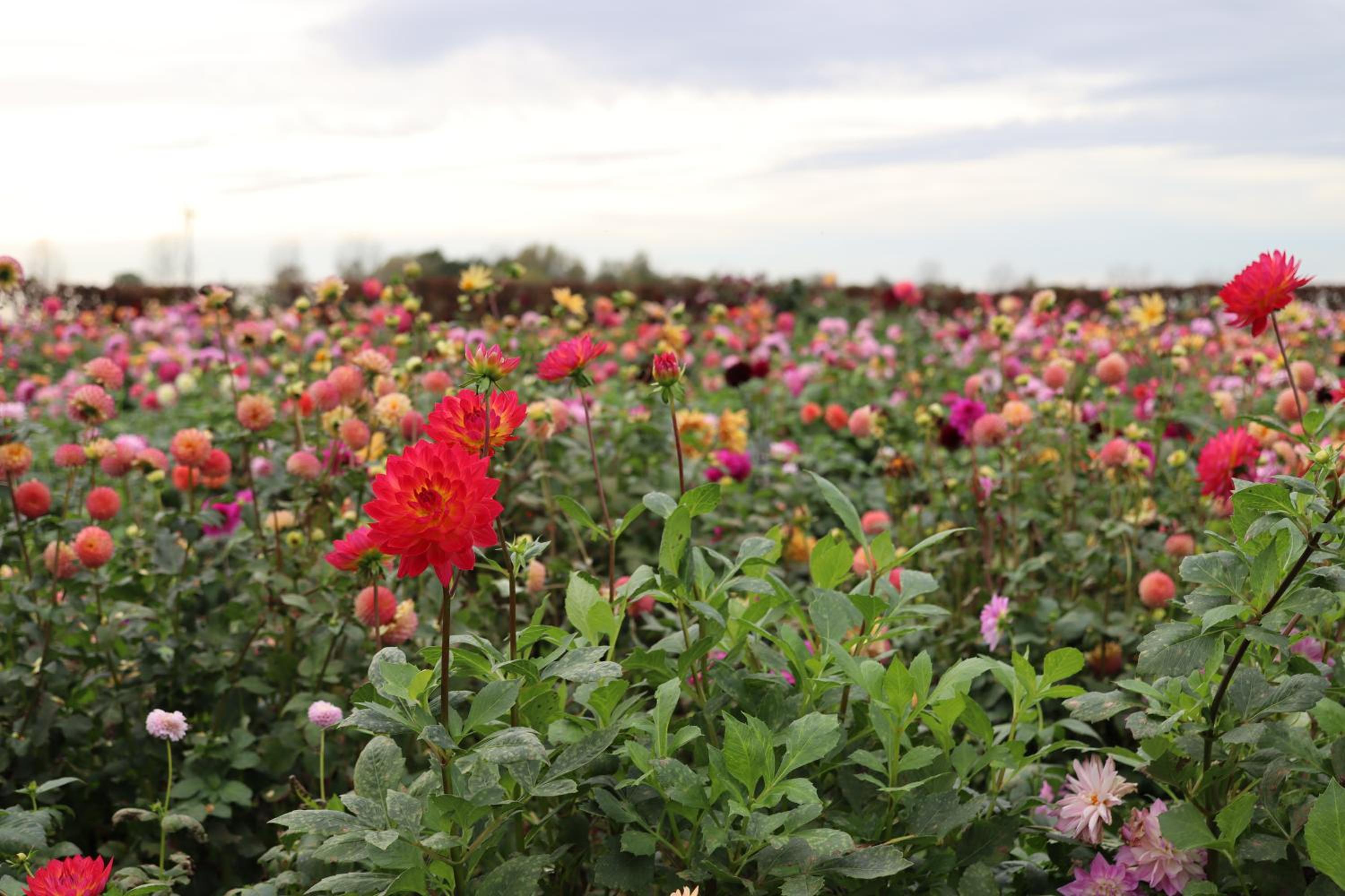 House of Flowers, Gendringen, Achterhoek, Gelderland
