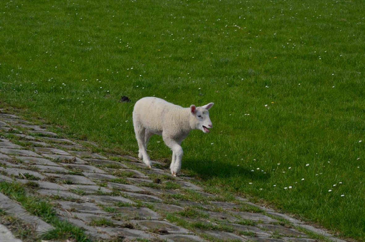 Ferienhaus Strandlilie, FeWo Vermittlung Nordsee
