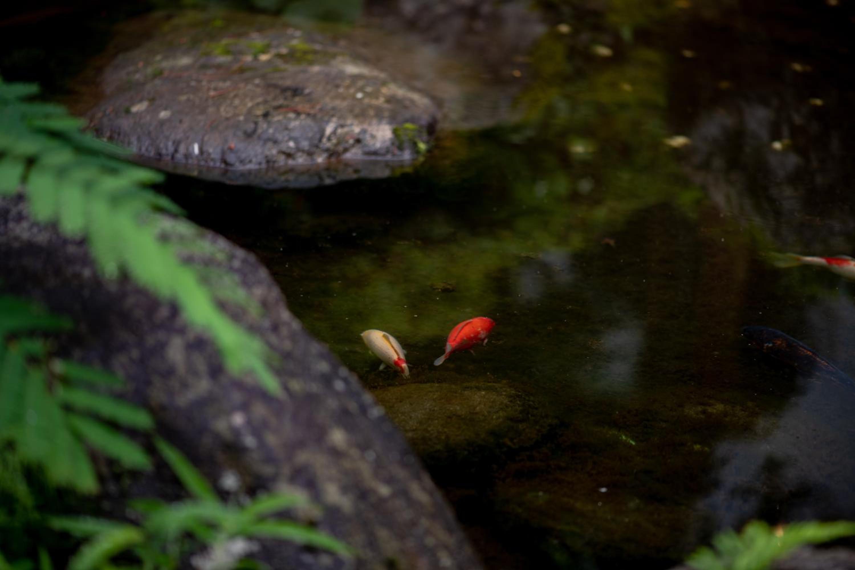 Sakahijiri Nikko