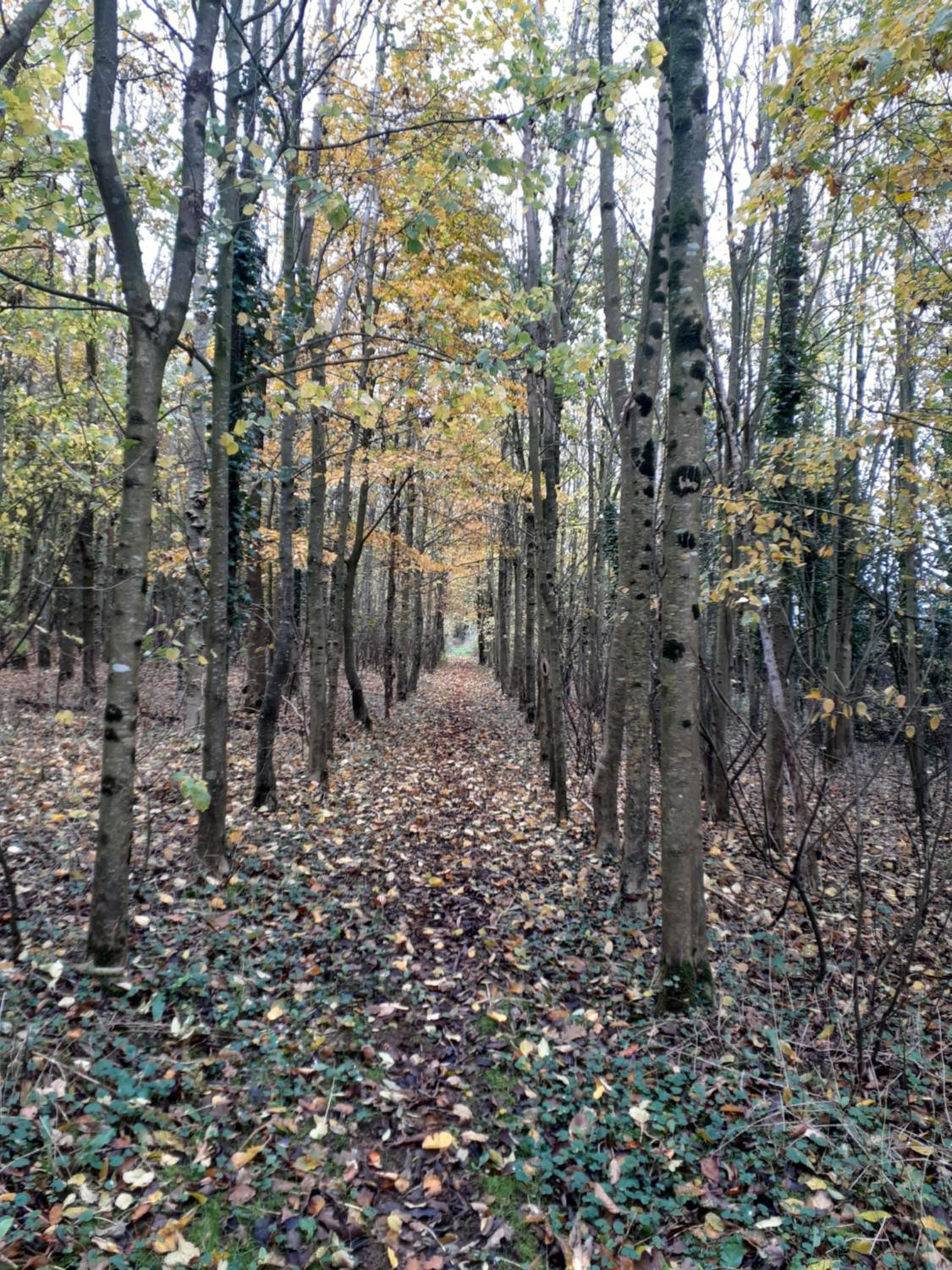Gwenallt