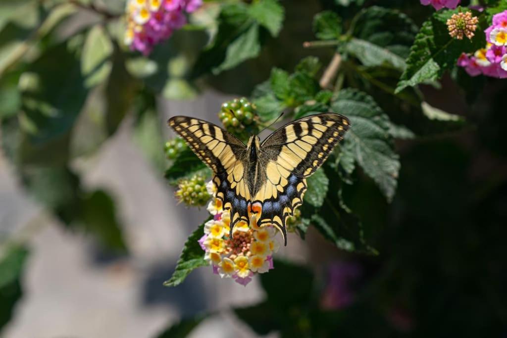 Seashell Luxury Residence - Studio 2 photo 2