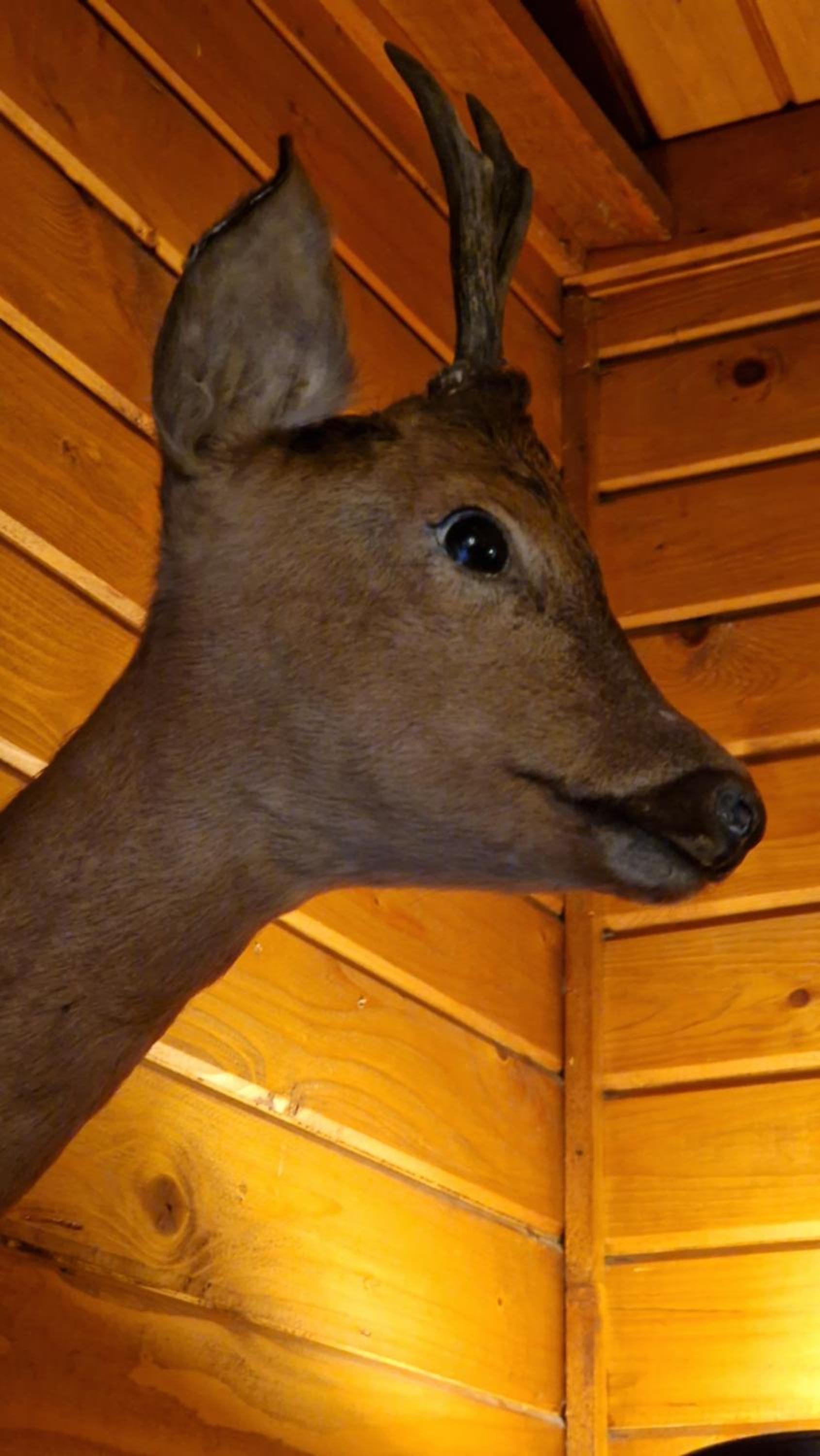 Chalet Coo