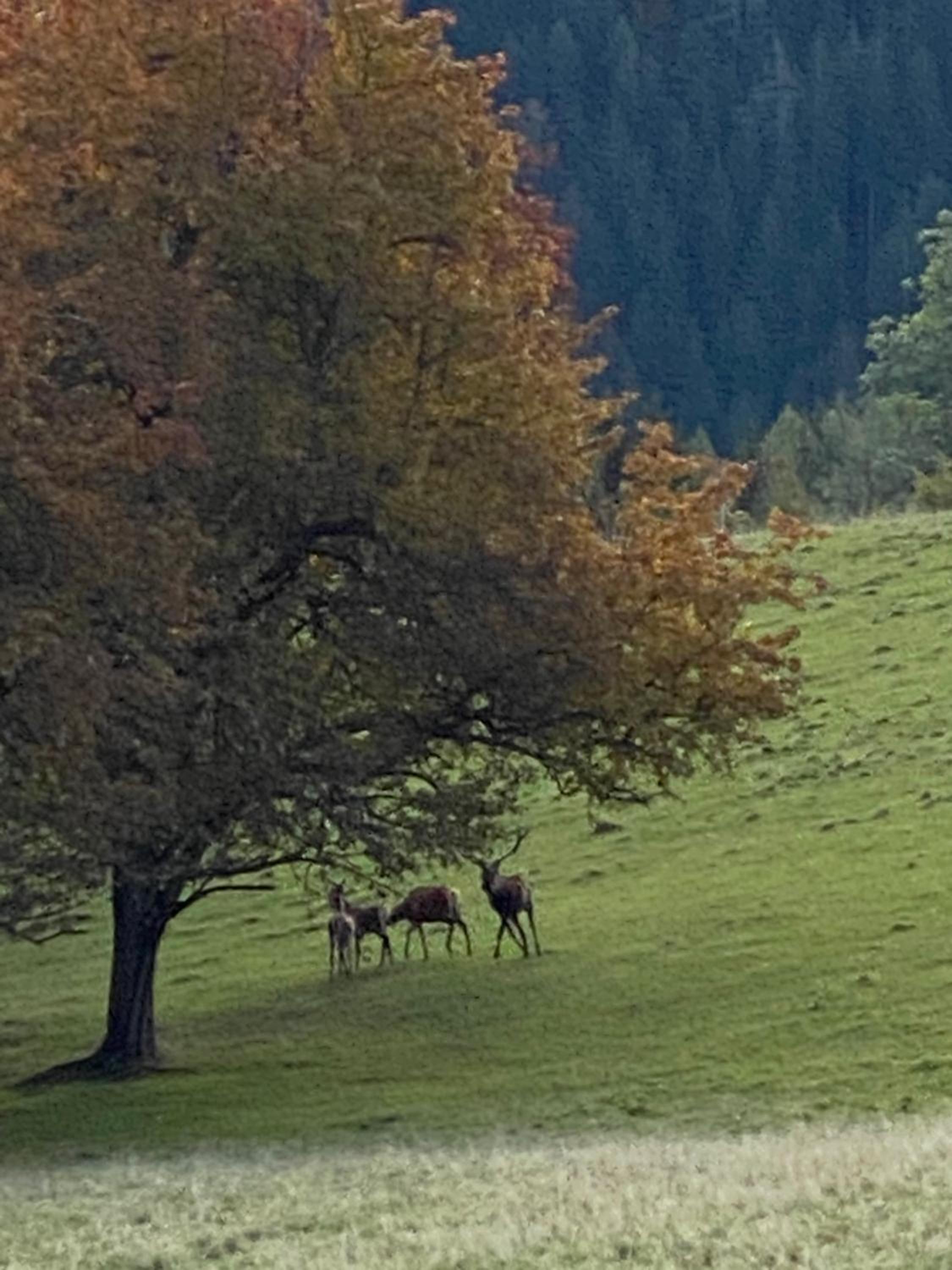 Dein HimmelReich - Ruheoase im Almenland auf 1000m über'm Alltag