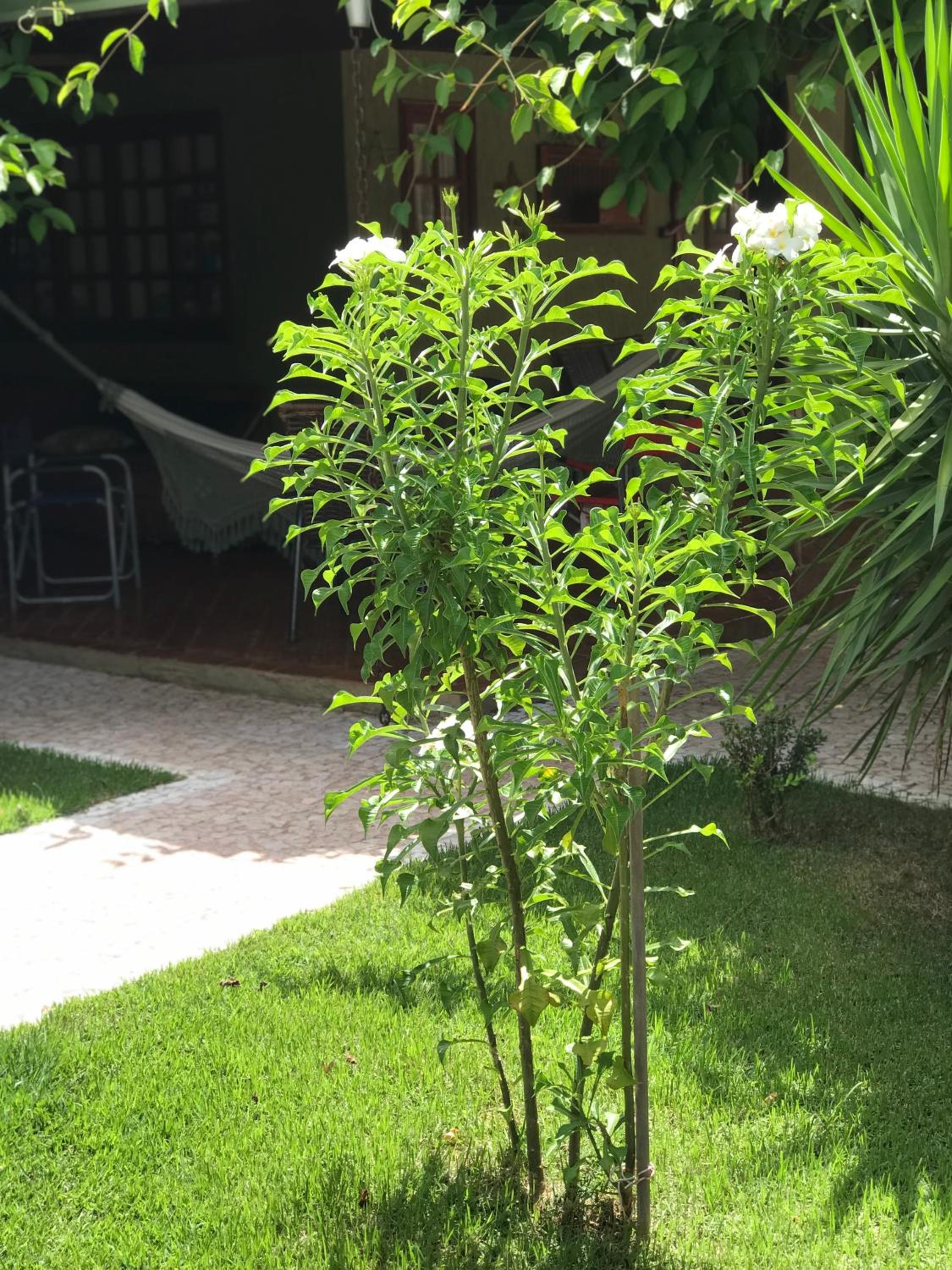 Pousada Diamante