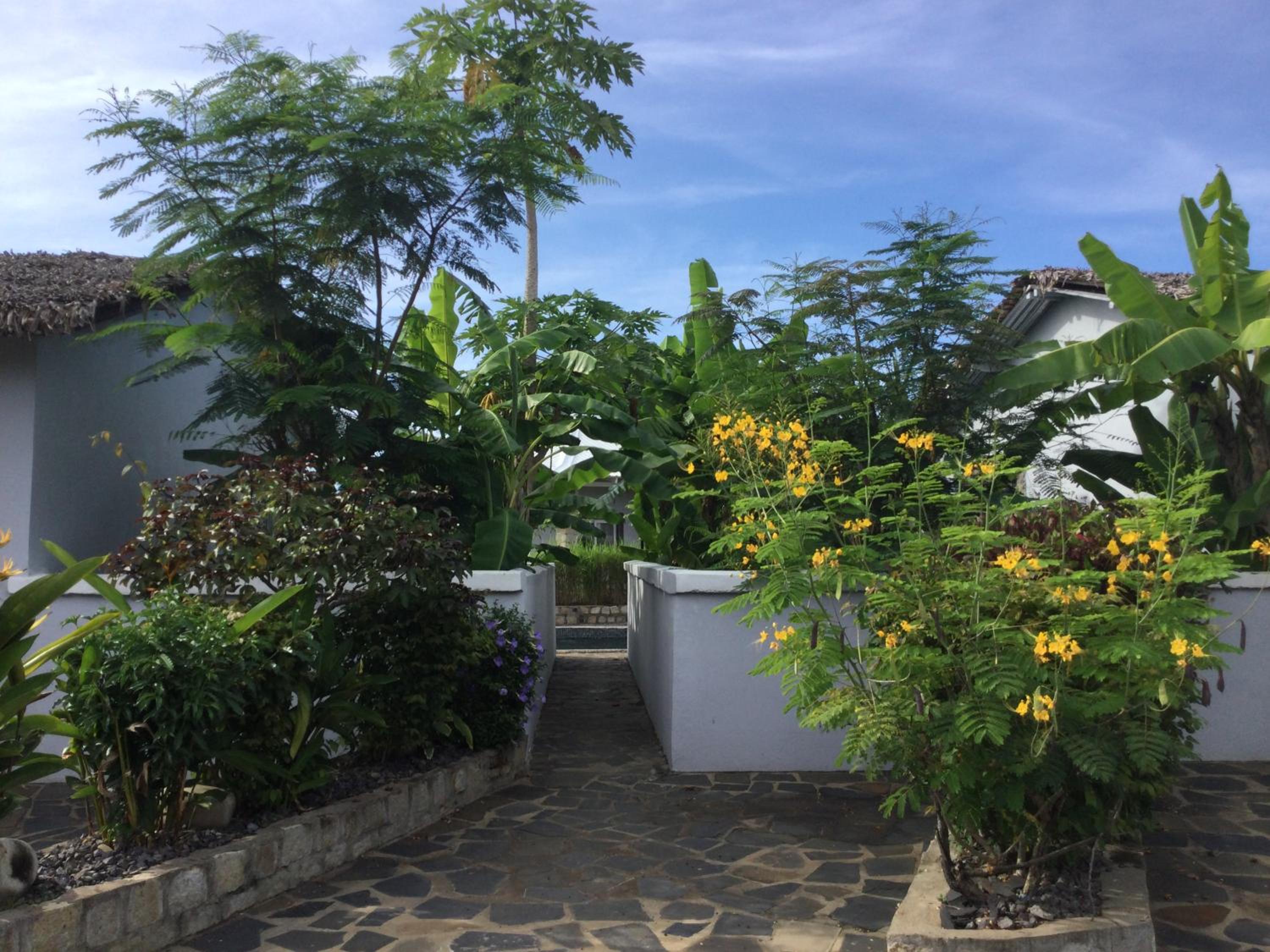 L’oiseau du Paradis