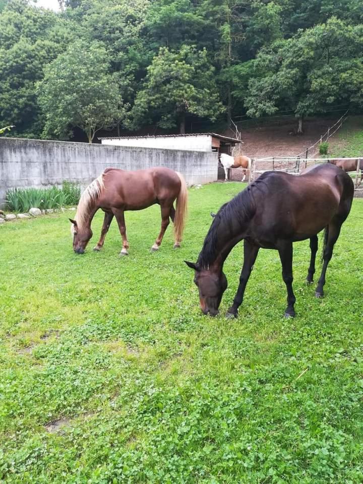 Azienda agrituristica Scotti