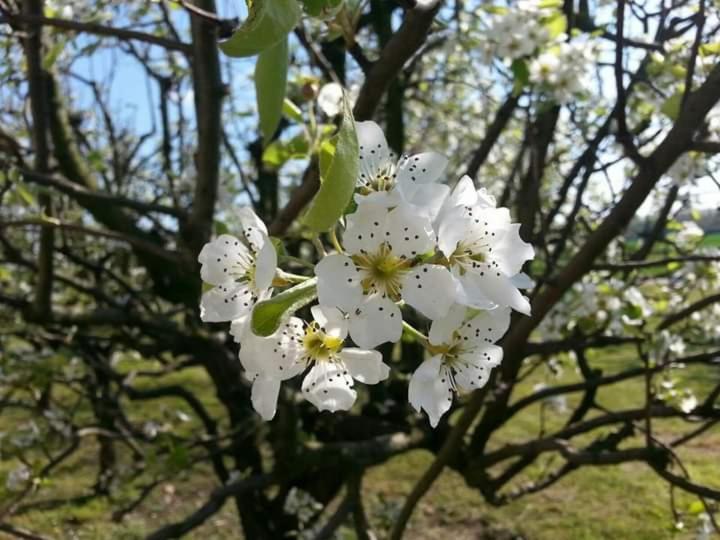 Azienda agrituristica Scotti