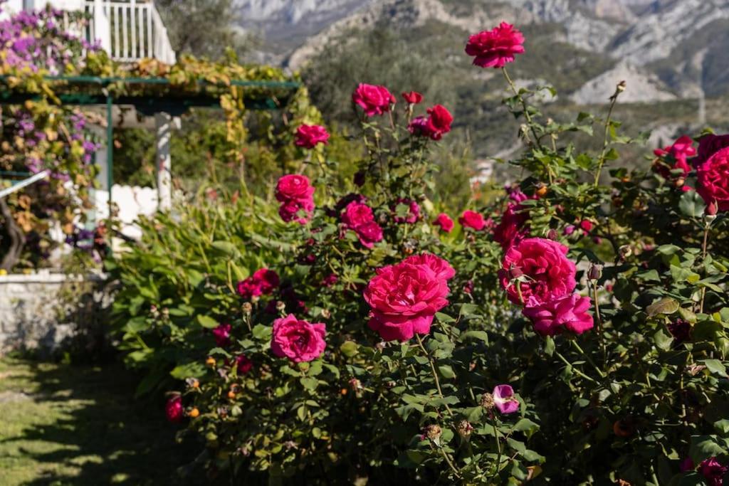 Villa Ella