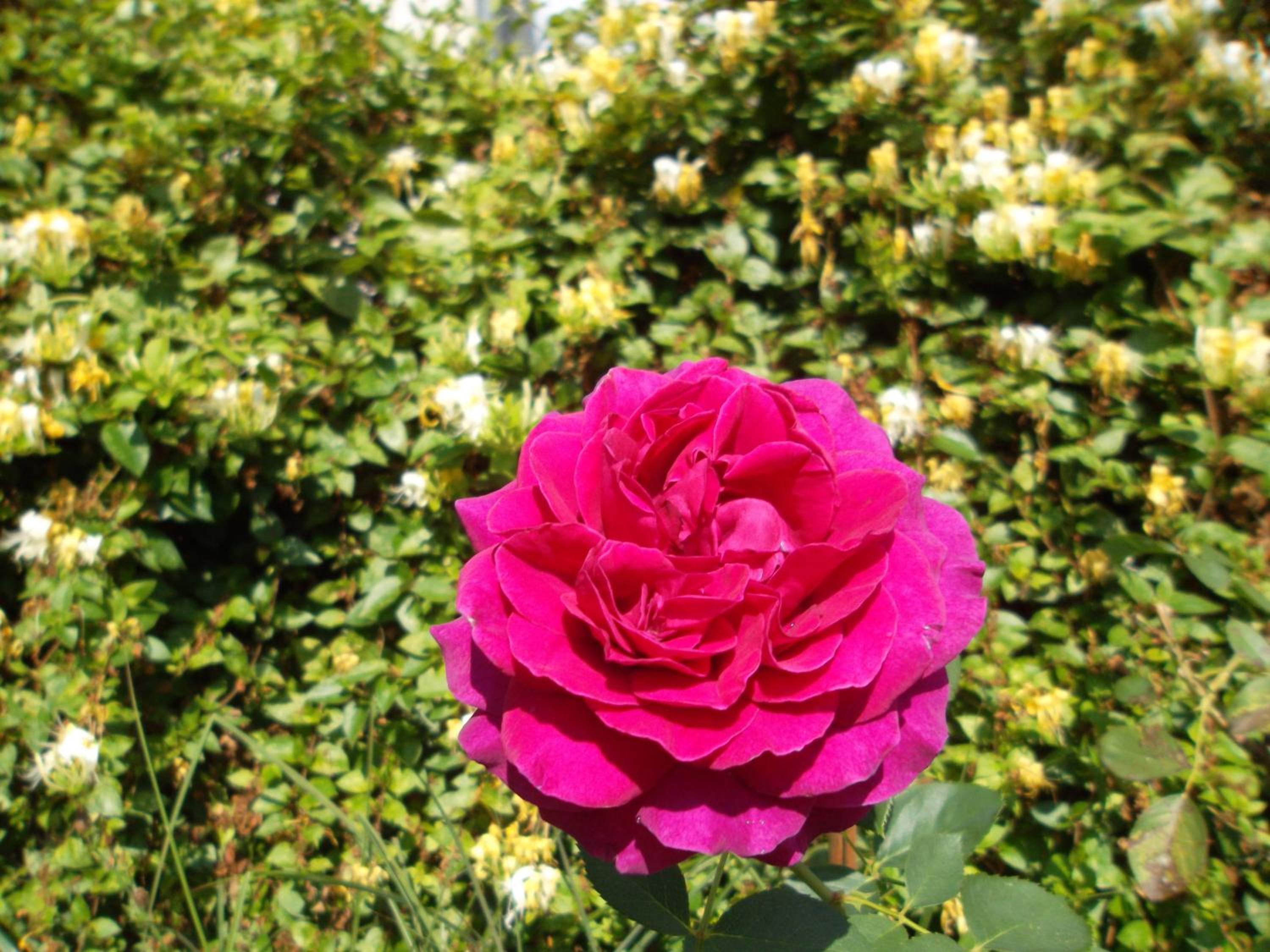 Photo 46