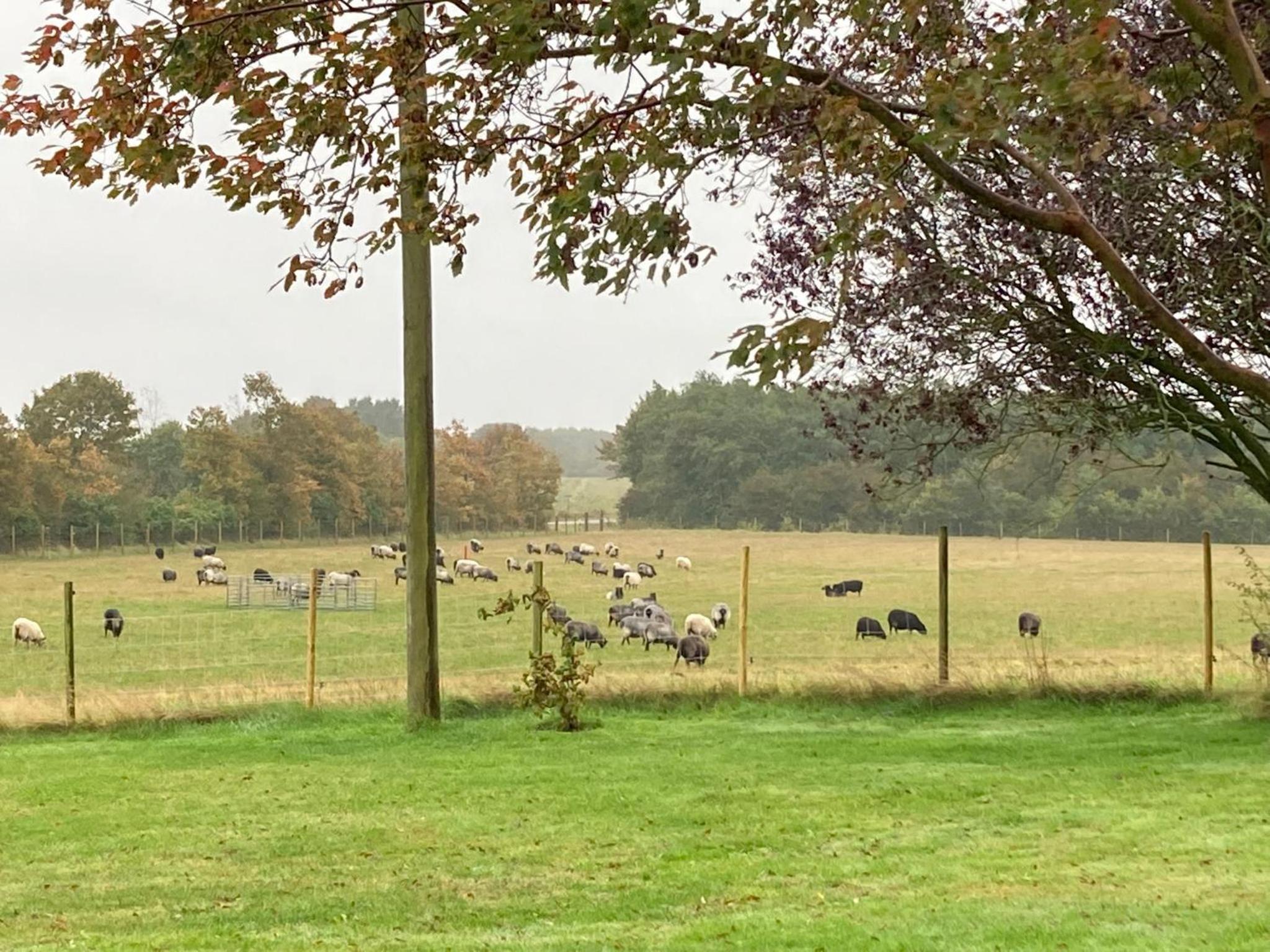 Hyrdeskolen
