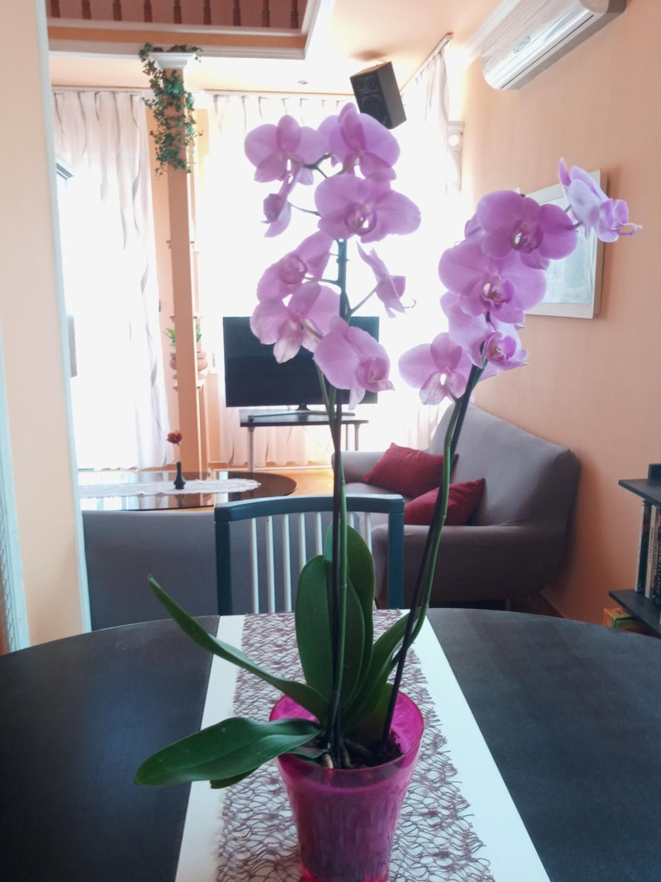 Sylvia Apartman