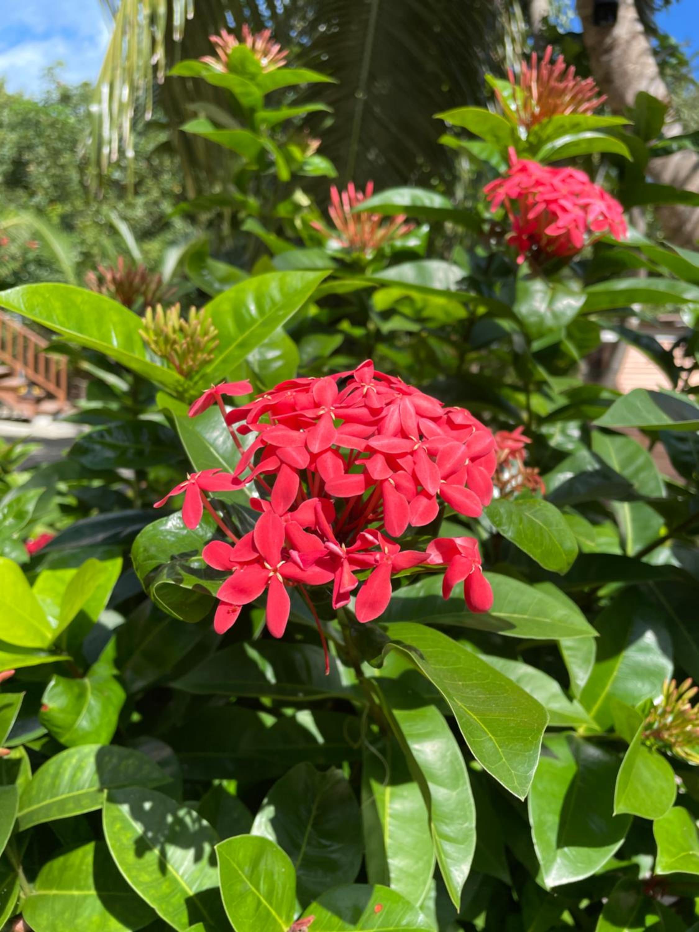 The Coral Casa