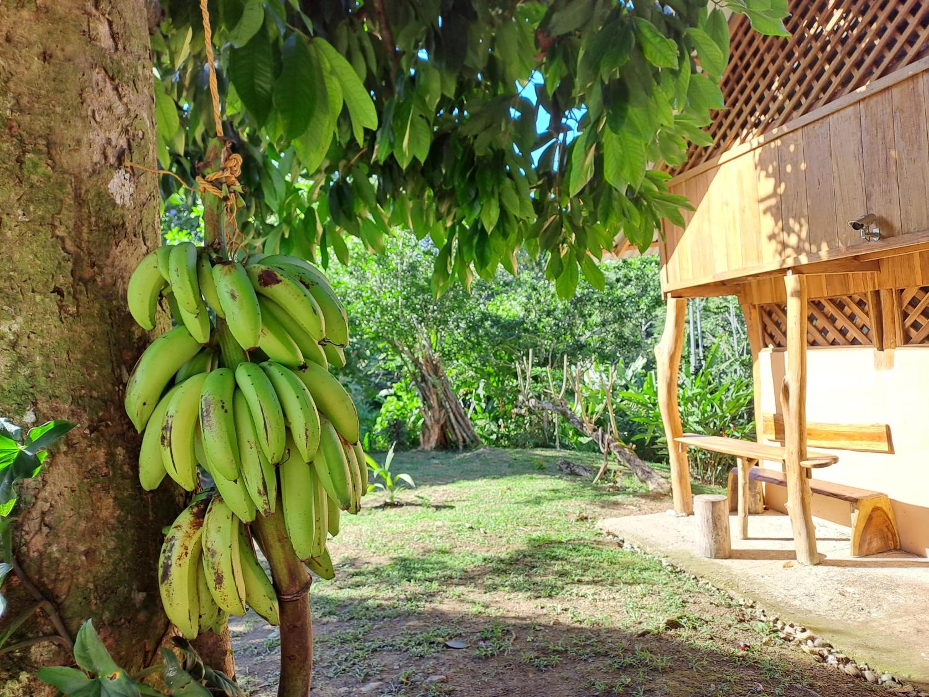 Terra NaturaMa - off grid living in the jungle