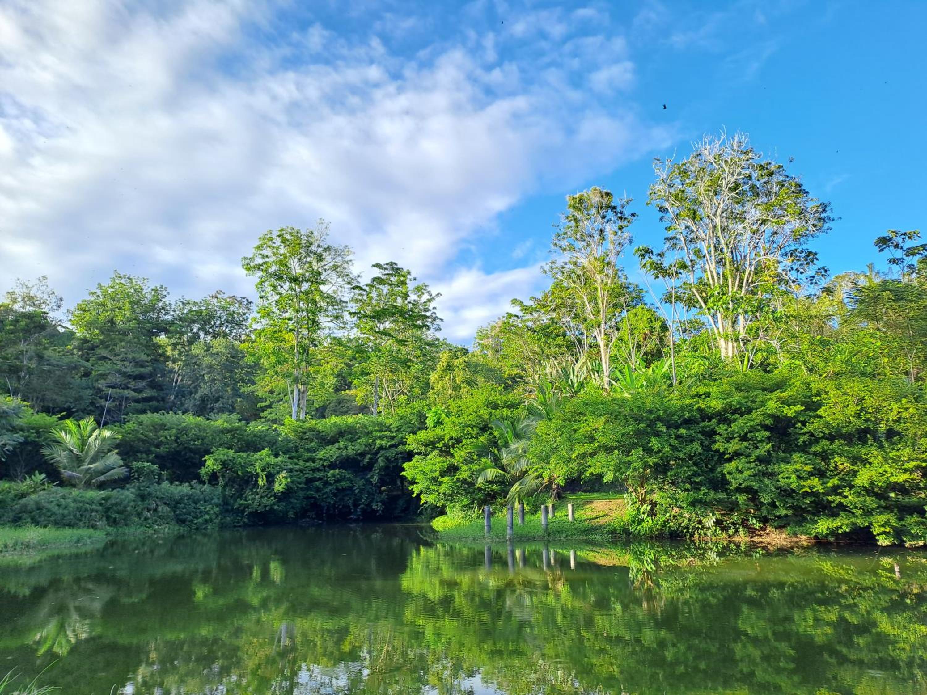 Terra NaturaMa - off grid living in the jungle