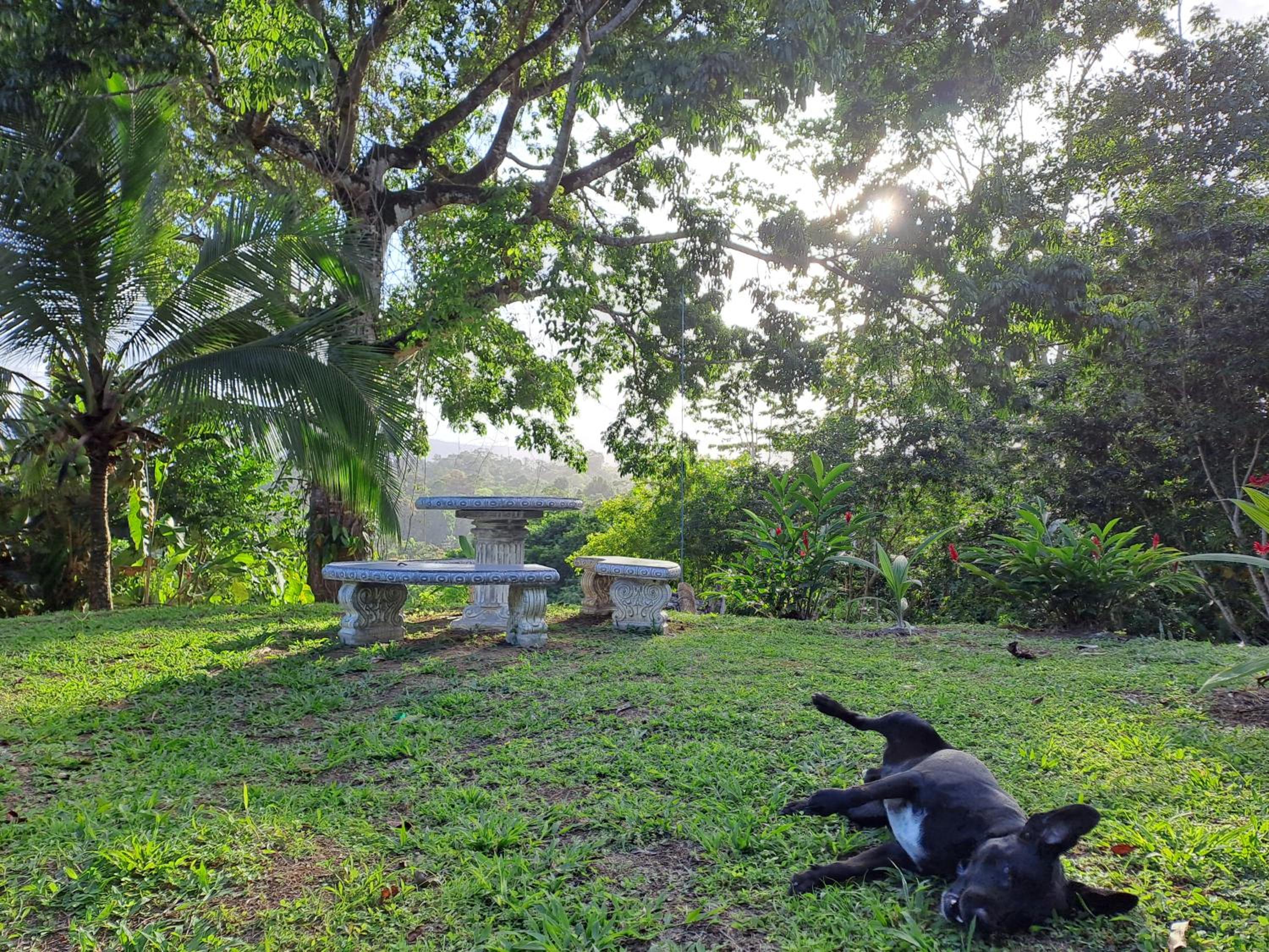 Terra NaturaMa - off grid living in the jungle