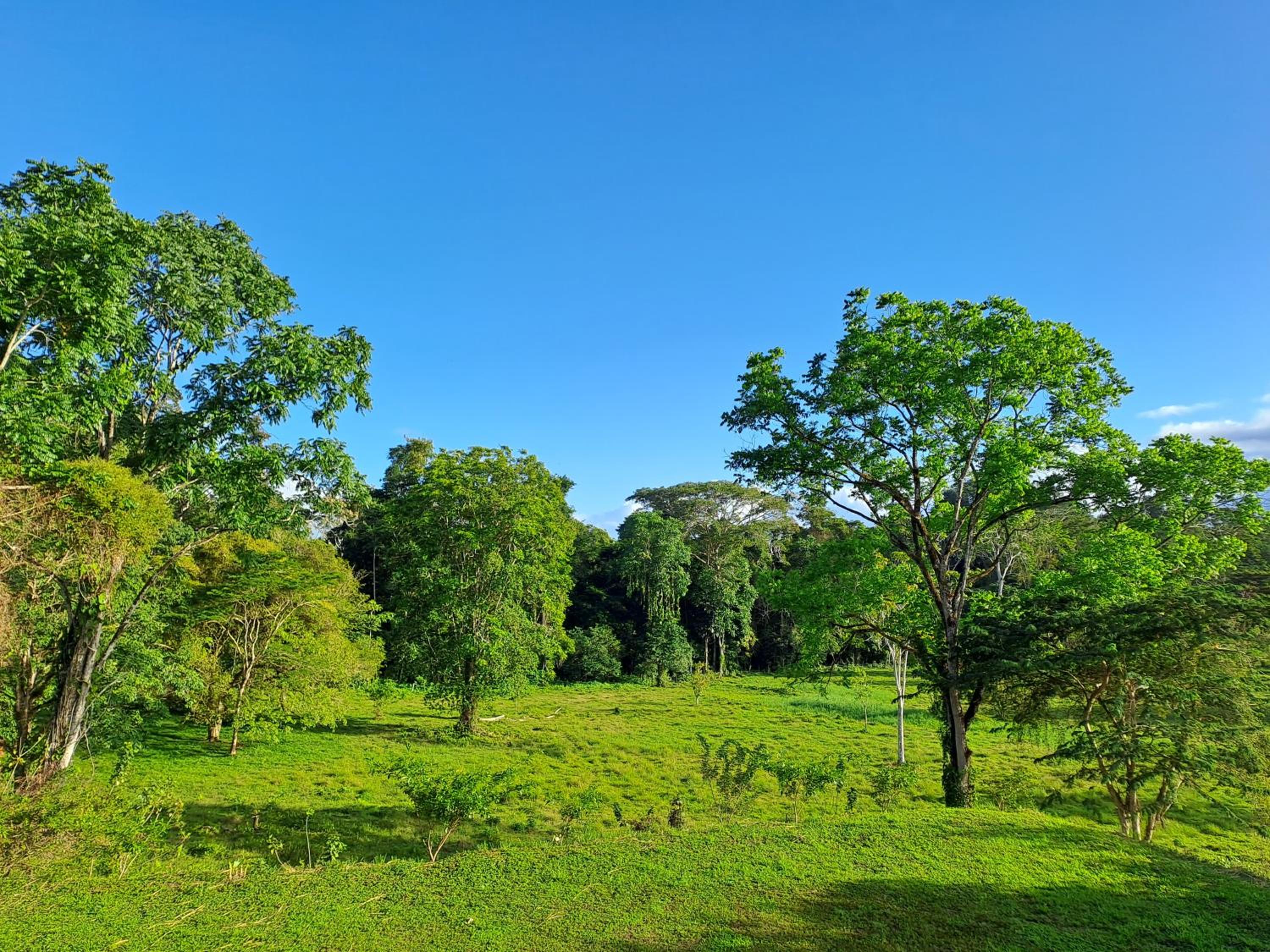 Terra NaturaMa - off grid living in the jungle