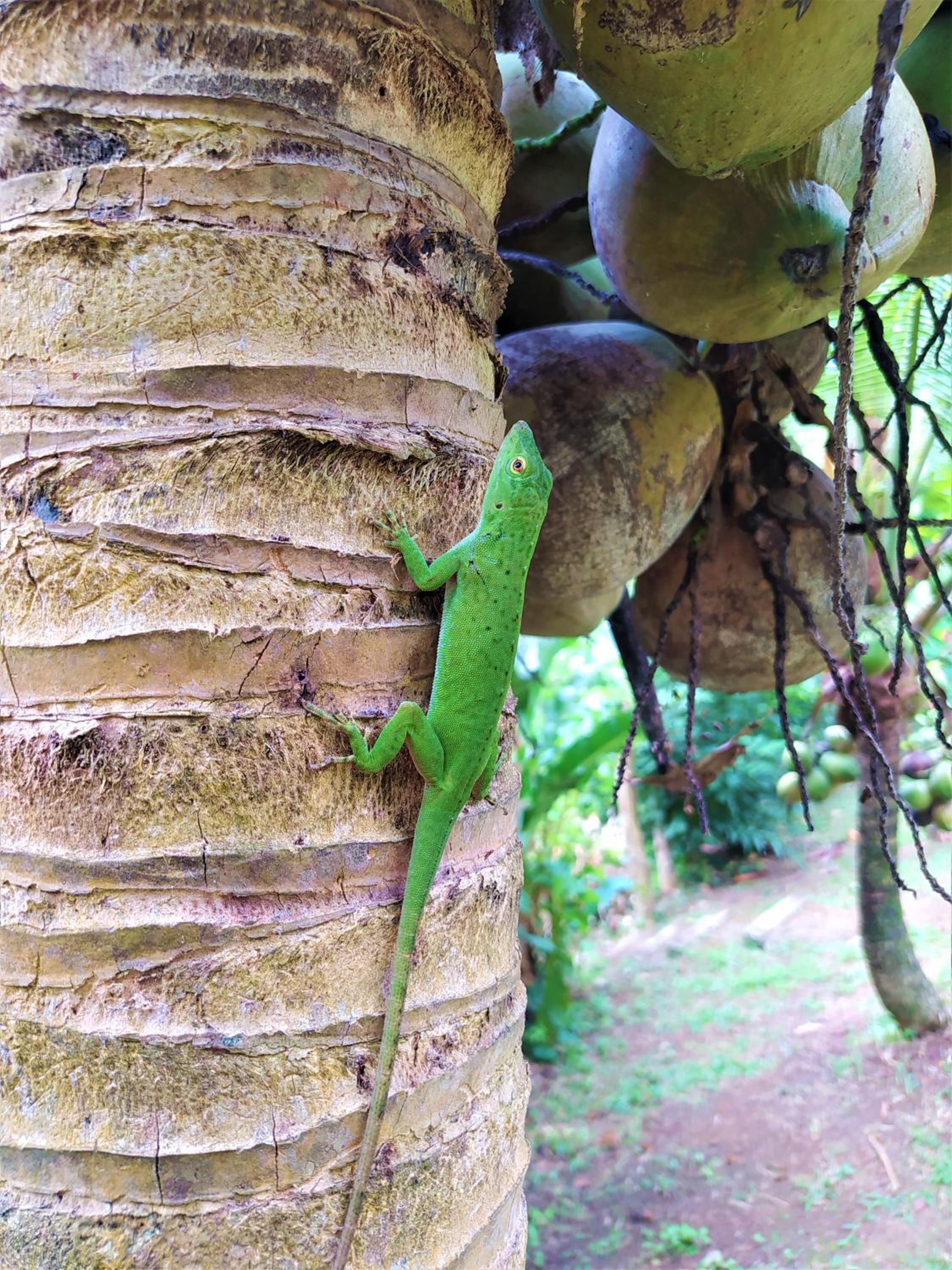 Terra NaturaMa - off grid living in the jungle