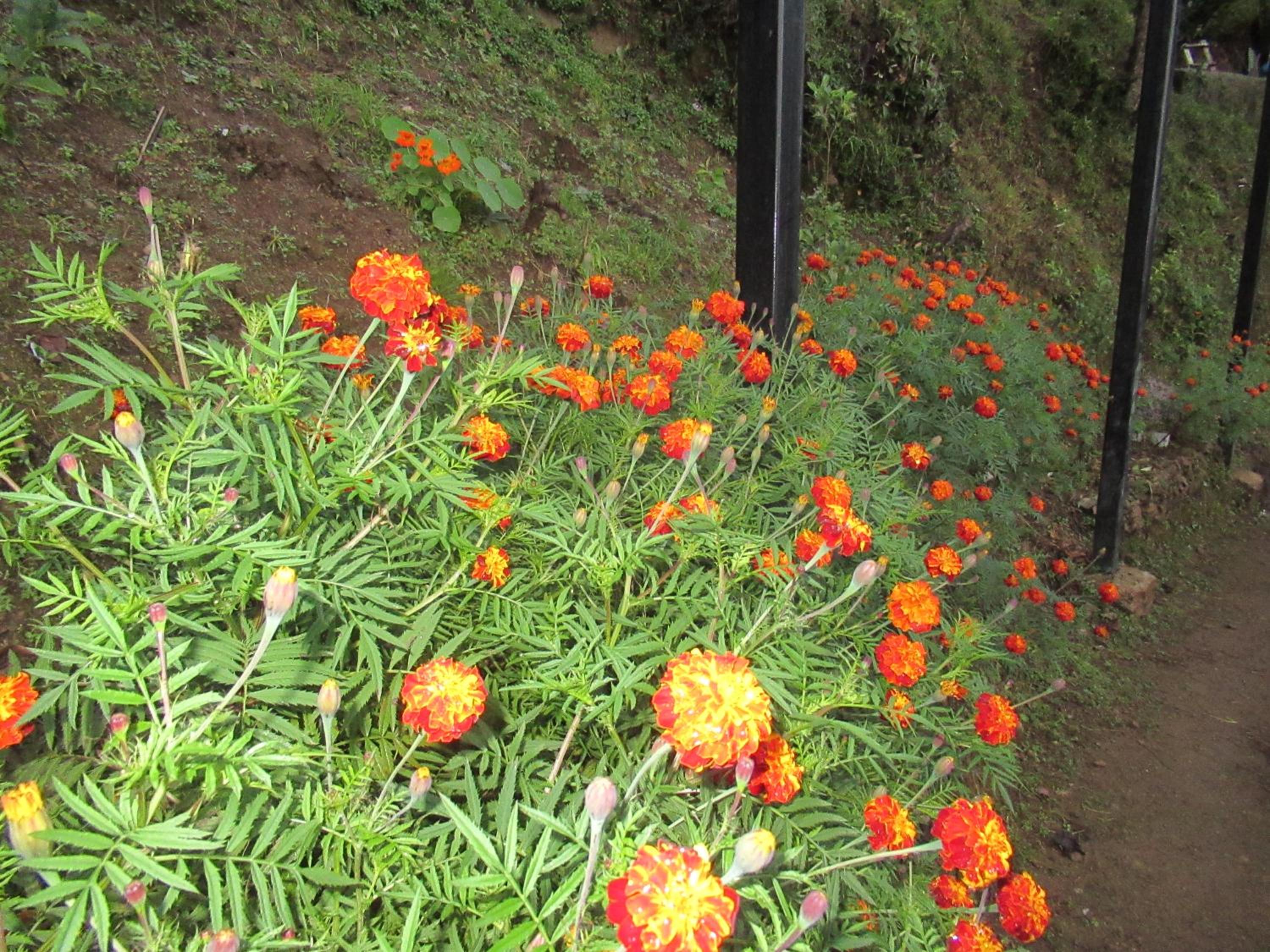Photo 31
