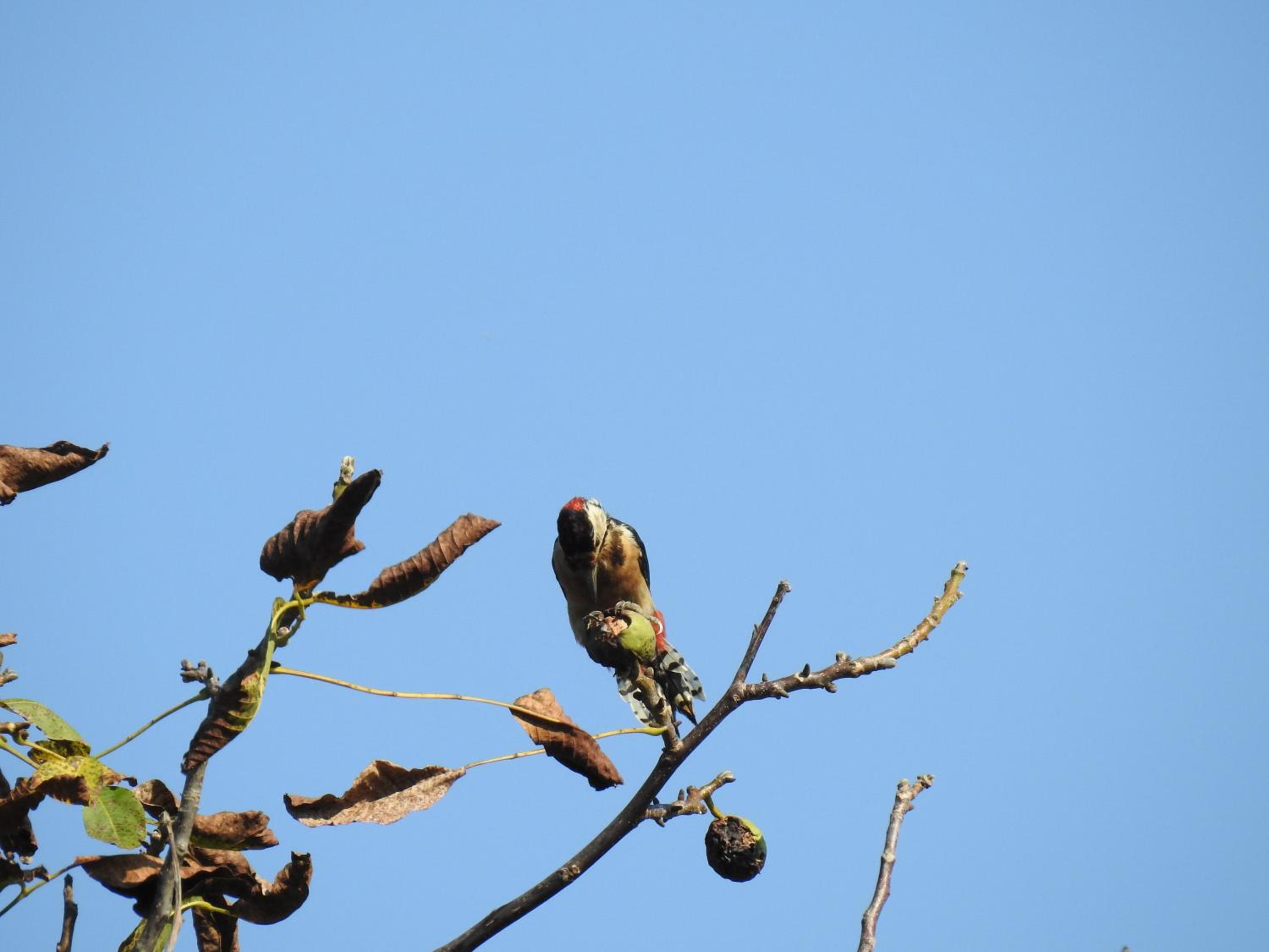 Photo 44