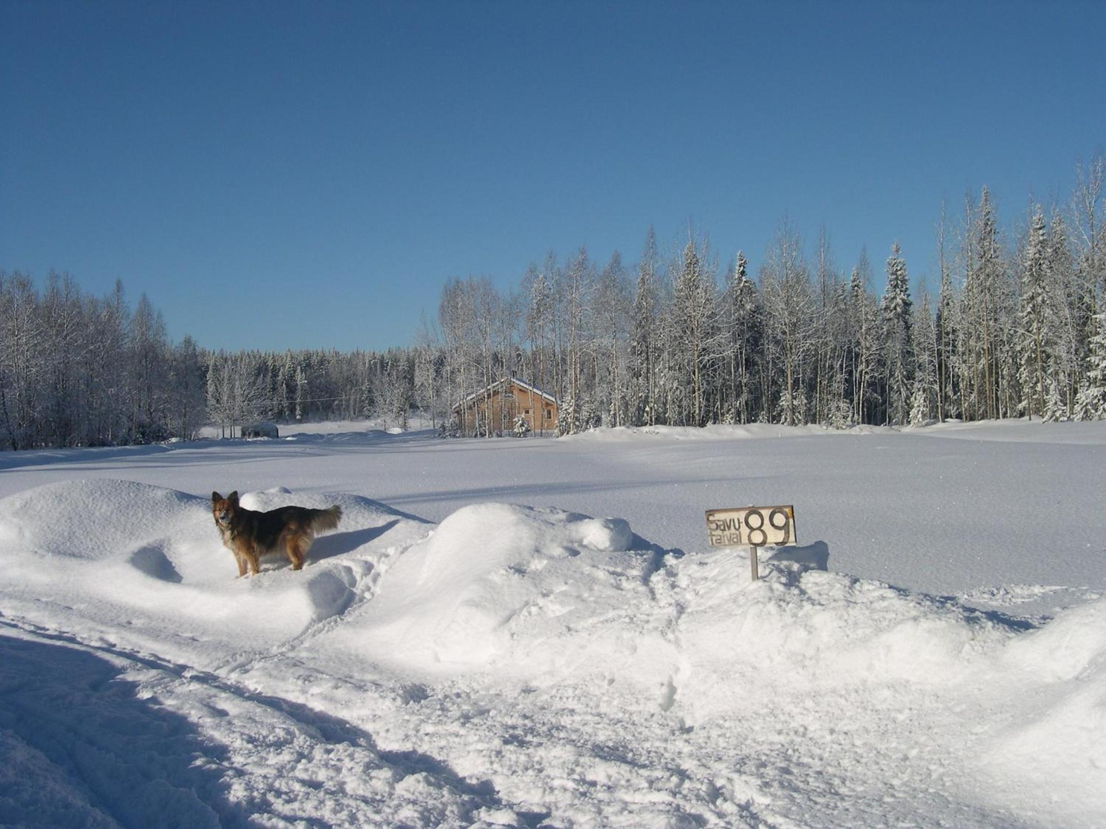 Photo 41