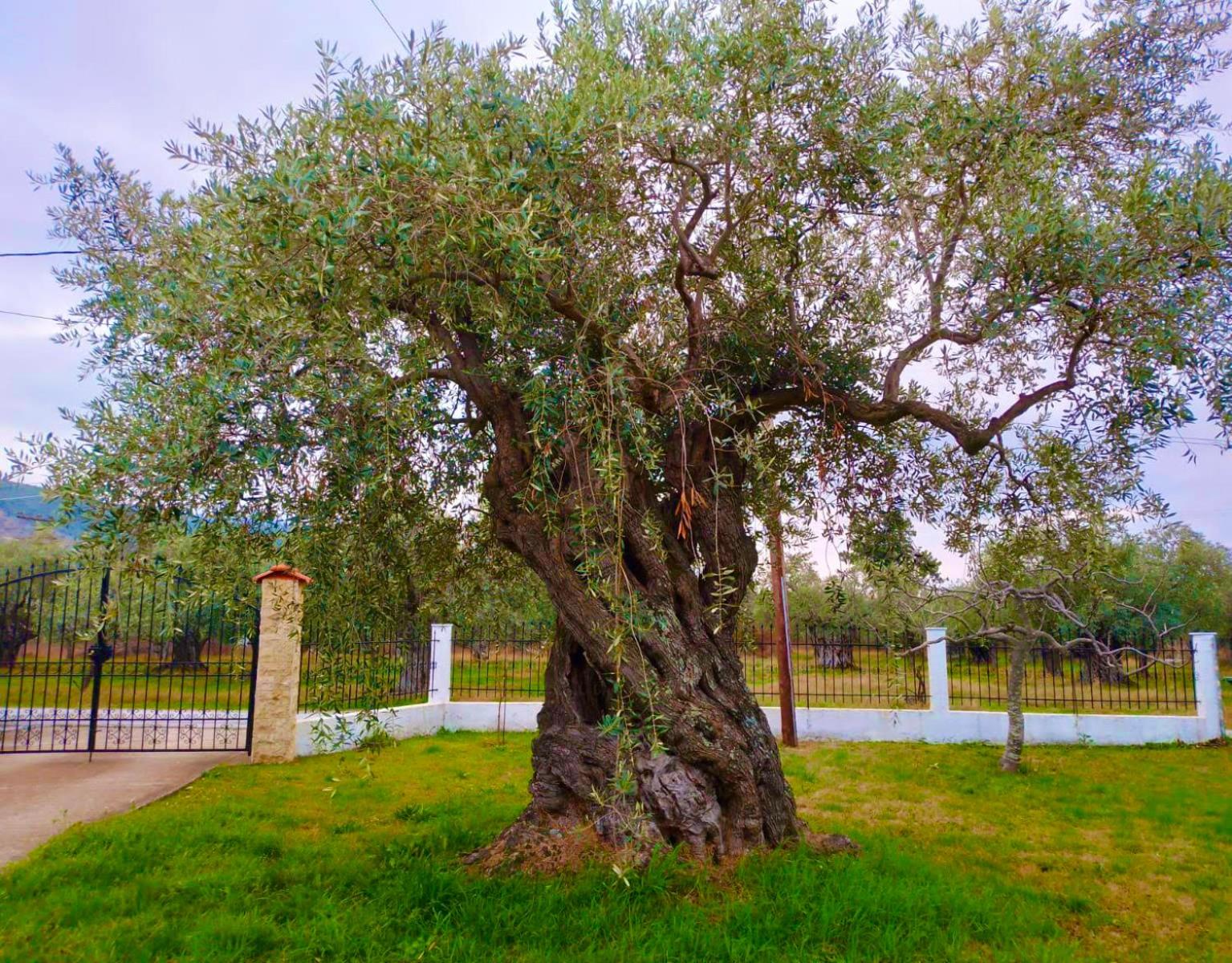 Villa Calypso