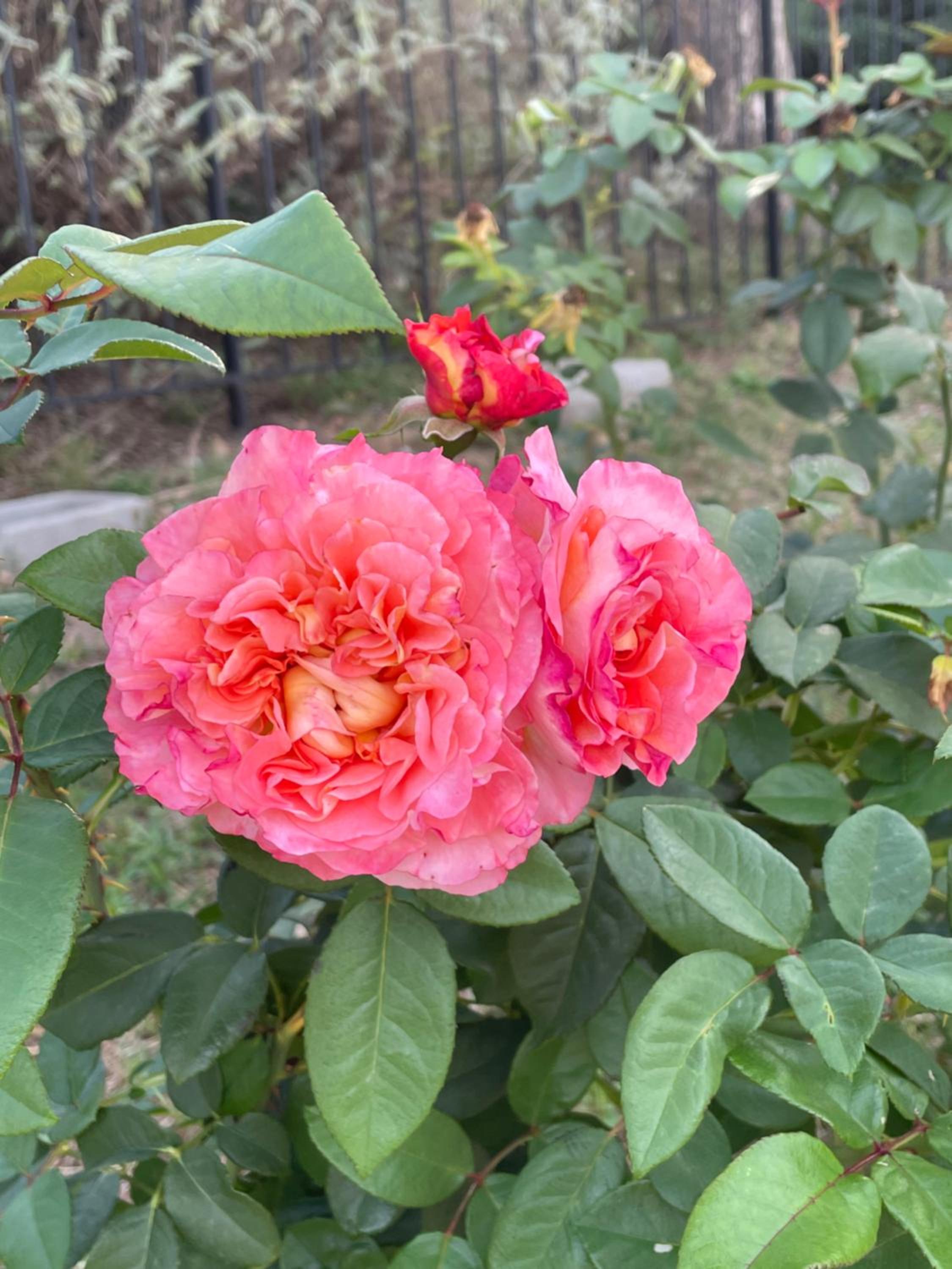 Photo 48
