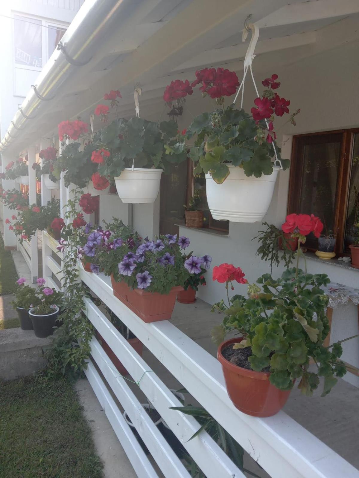 CAZARE TURISM PRISLOP