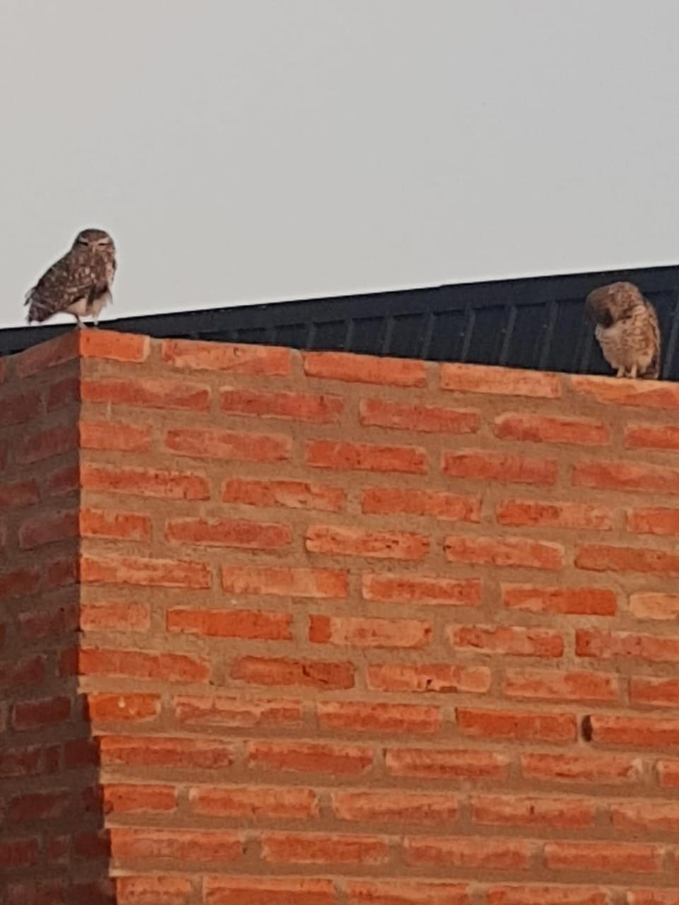 Los Lirios