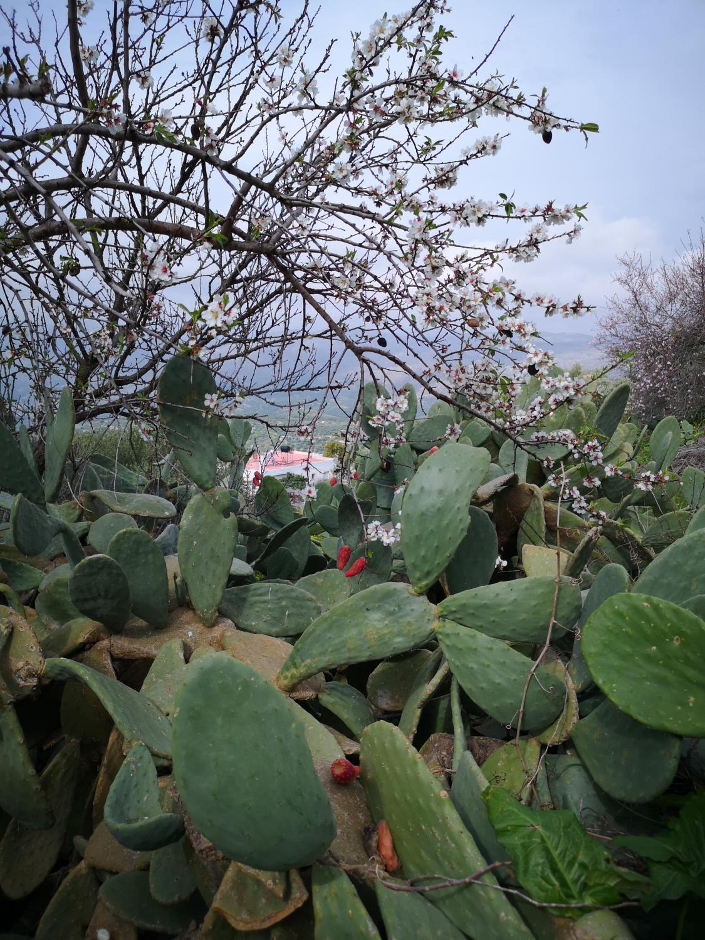 Casa Opuntia