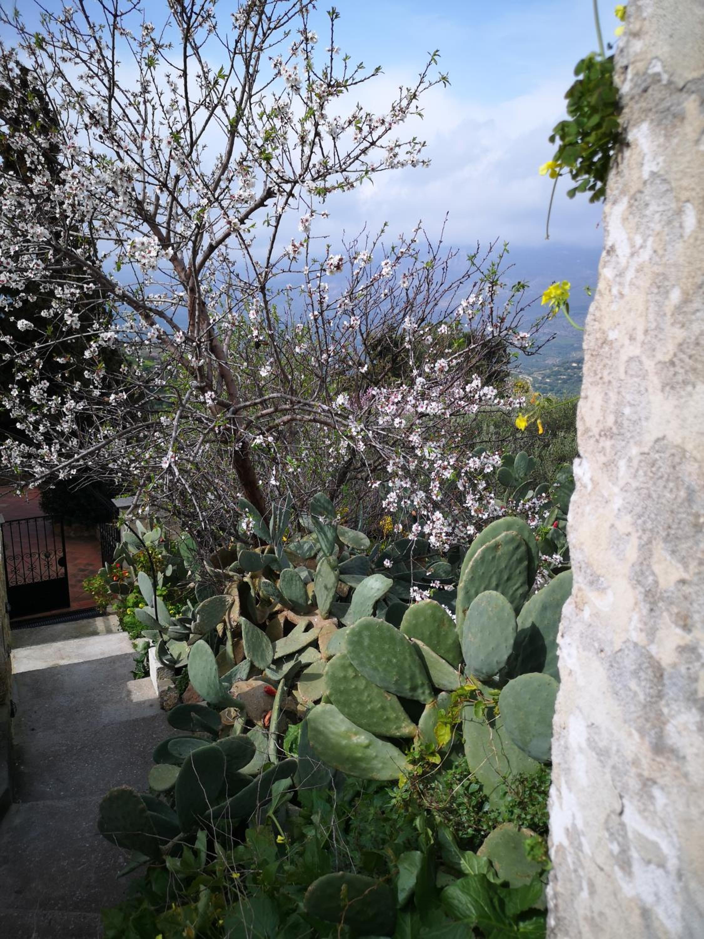 Casa Opuntia