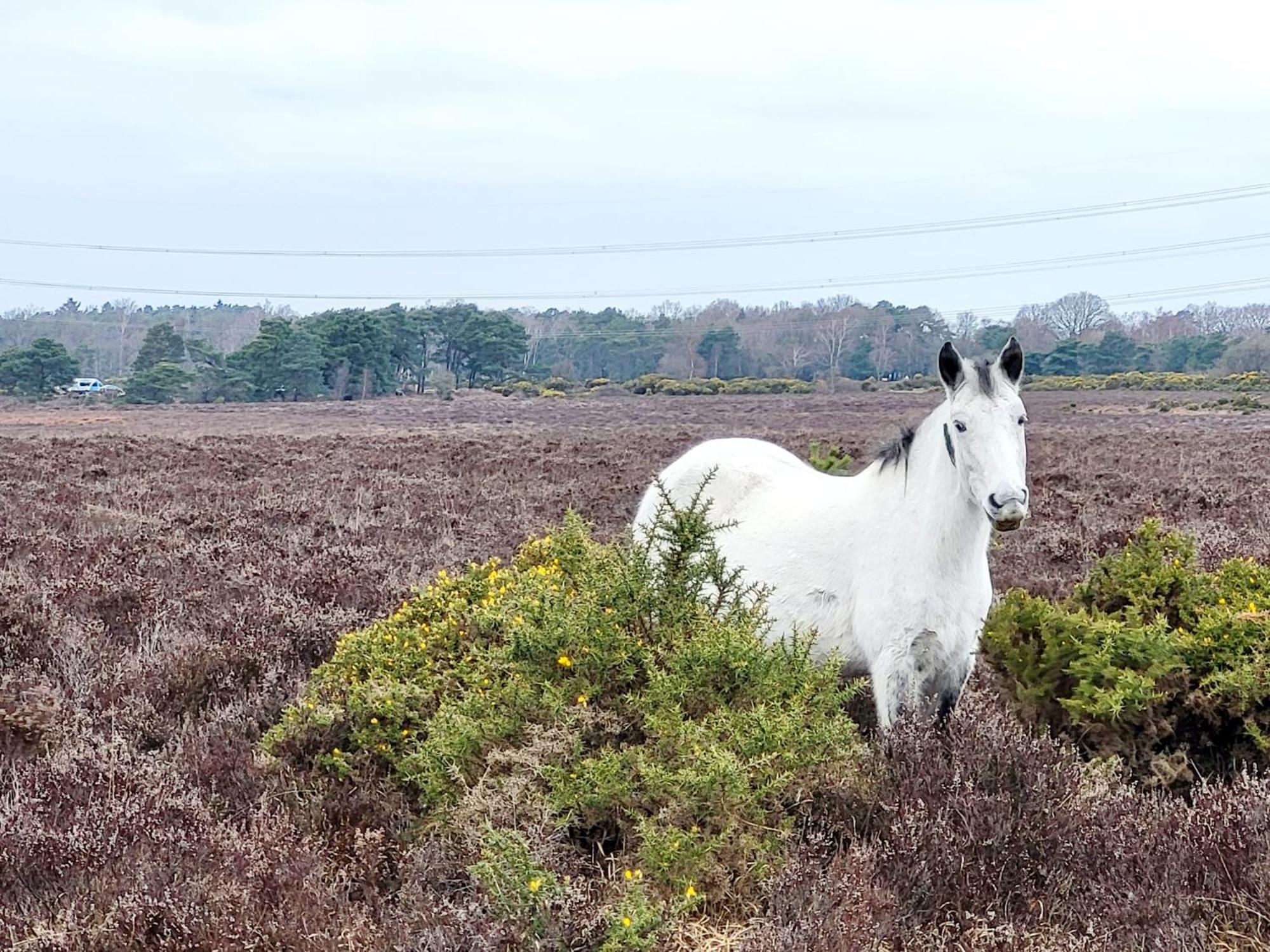 In the heart of the new forest view 3