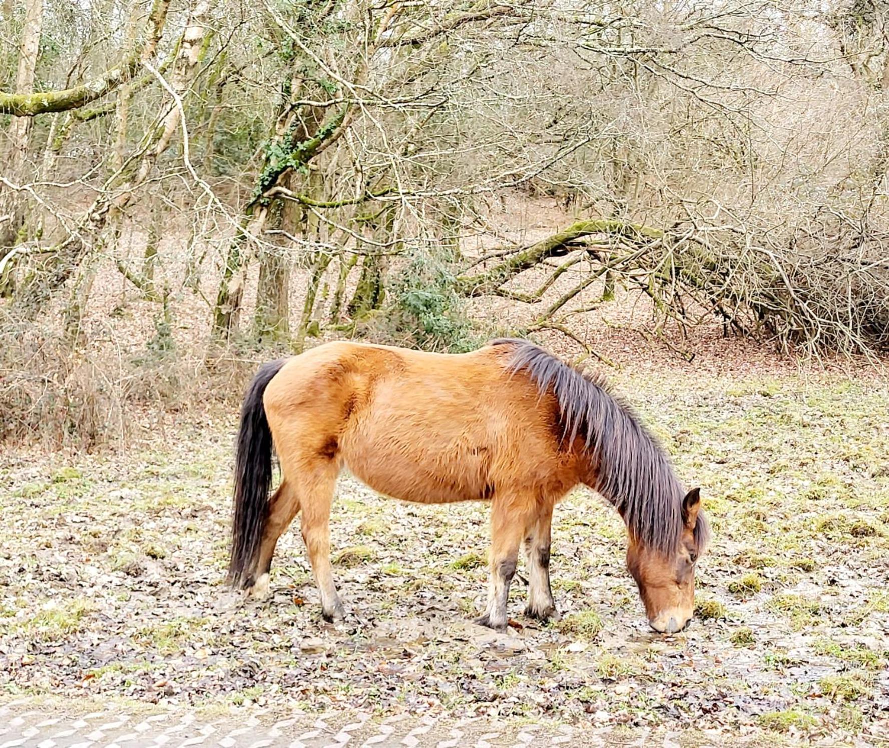 In the heart of the new forest view 2