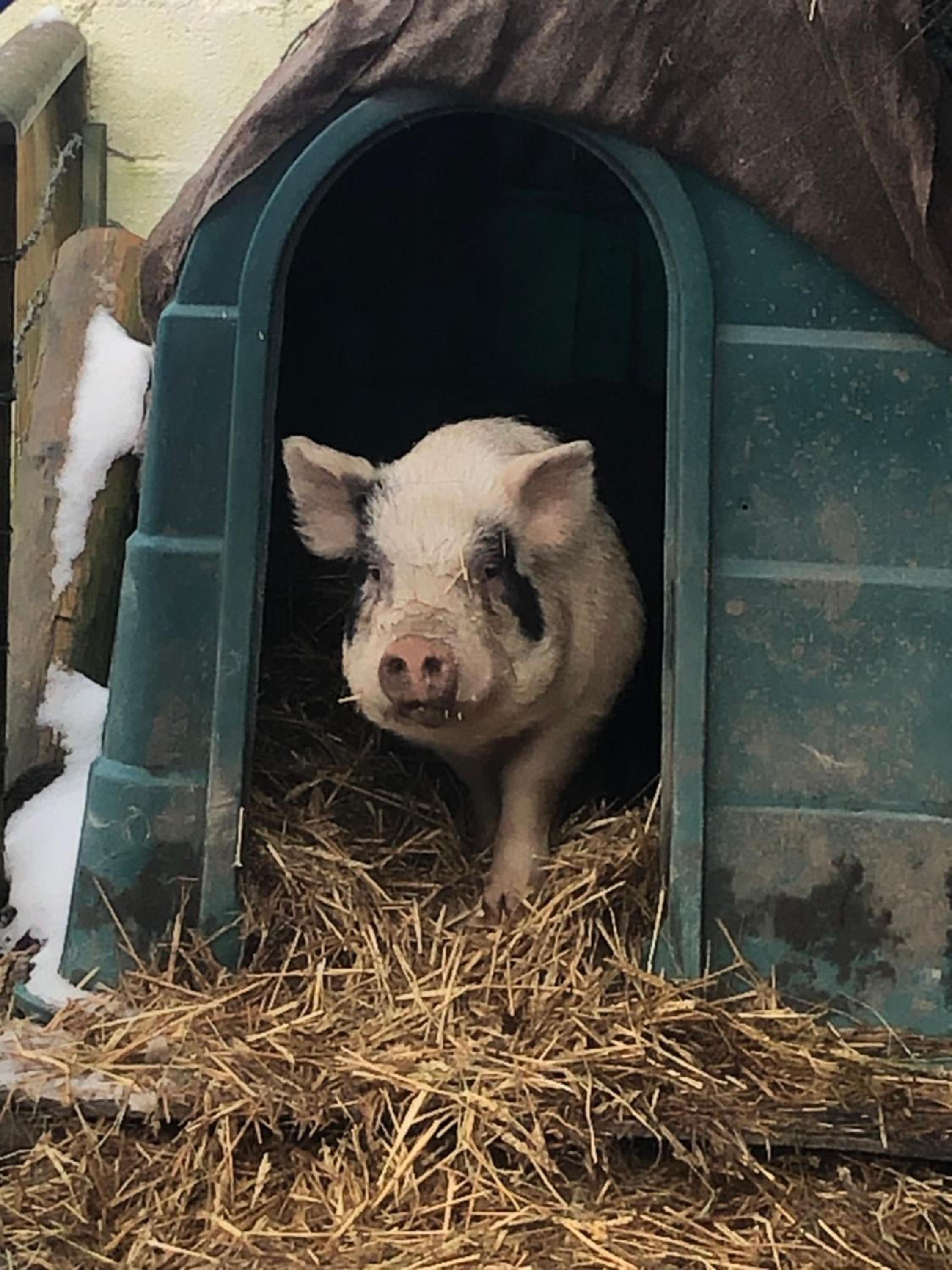 The Old Milking Parlour Flyingpiglets