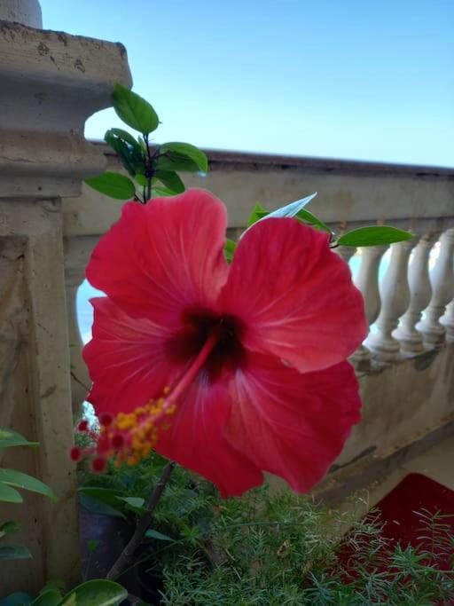 Stunning Sea View Flat (One Bed Room)Entire Place view 5