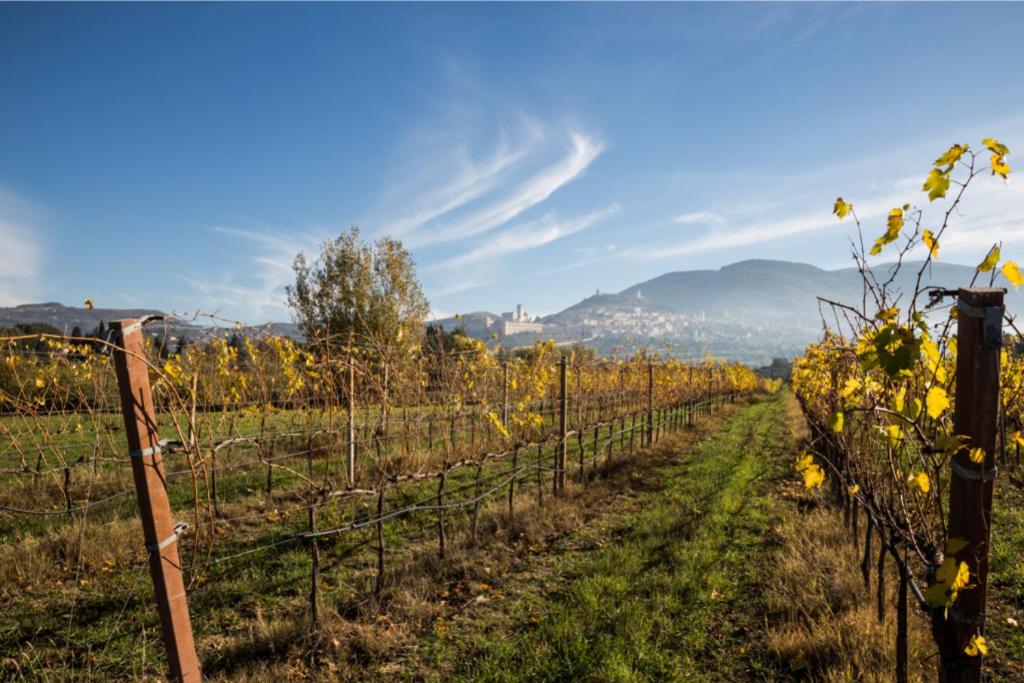 Favorita Food&Wine Resort
