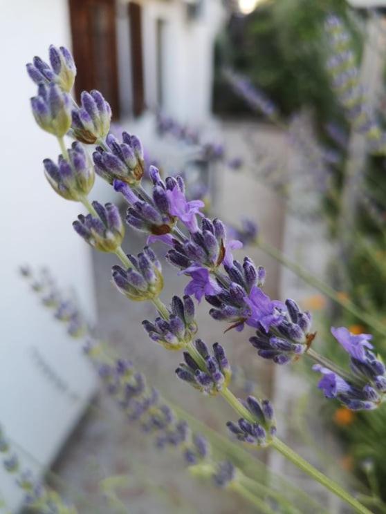 Apartmani Rita Oliva