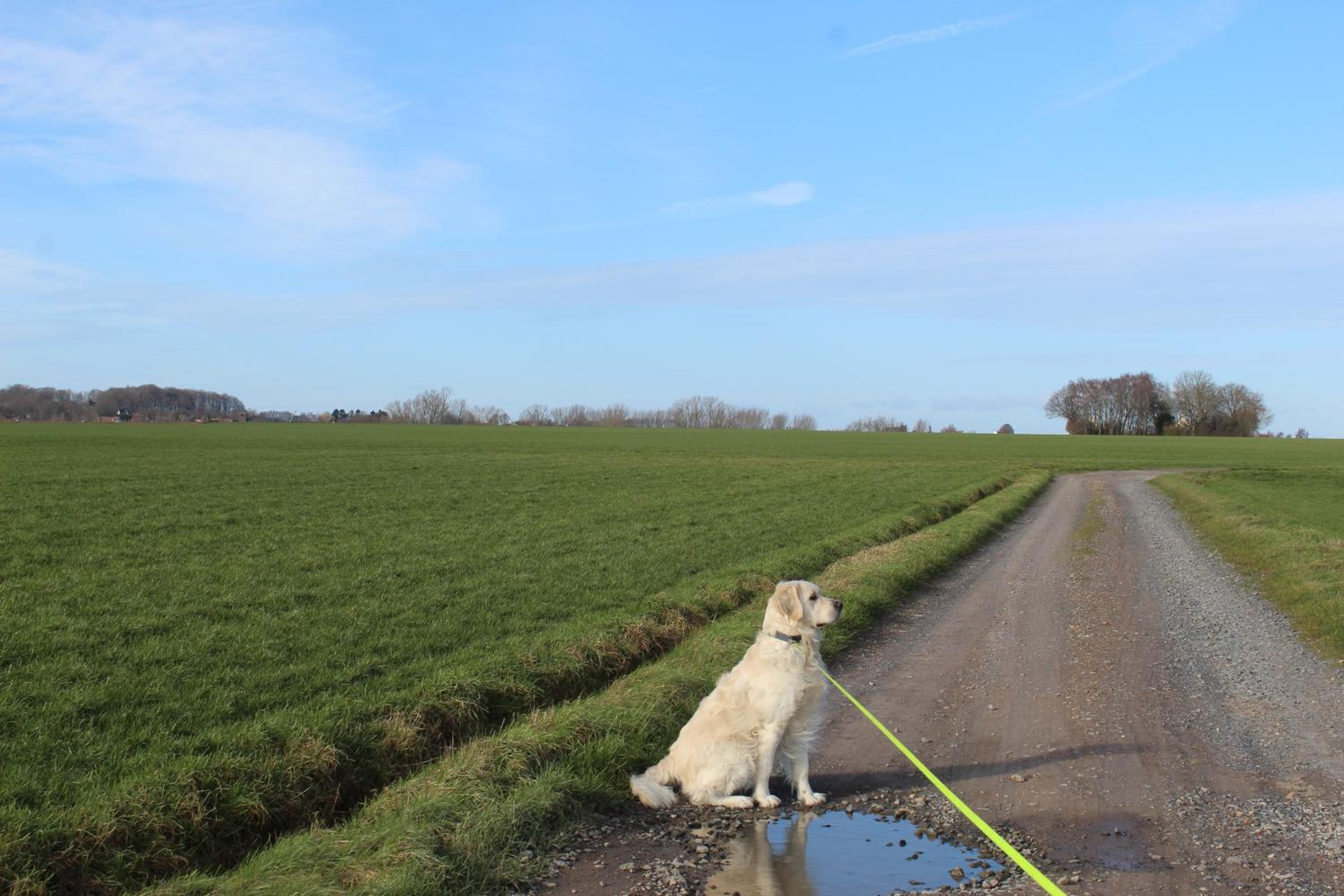 In 't Wiel Oudenaarde
