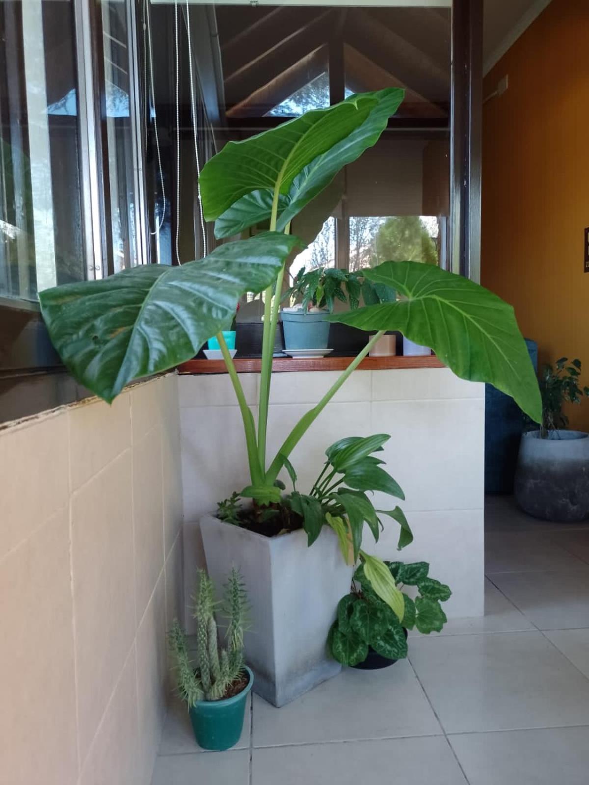 Ashram Asociación Argentina de Yoga