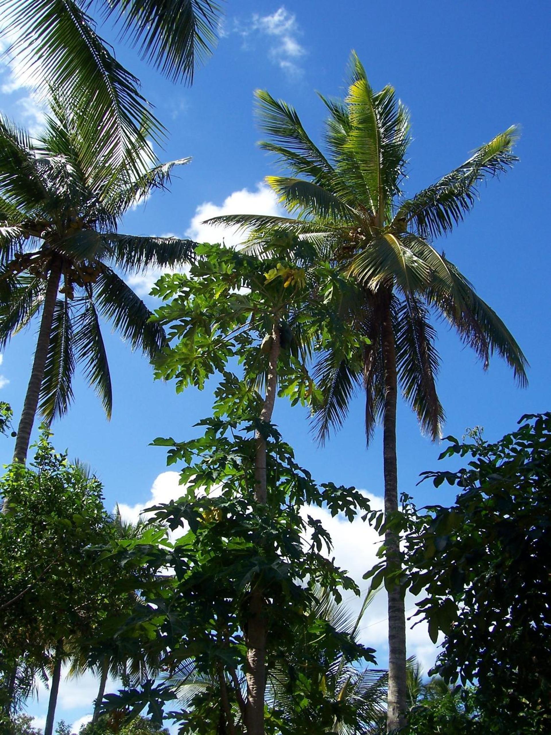Blue Moon Beach Holiday Resort