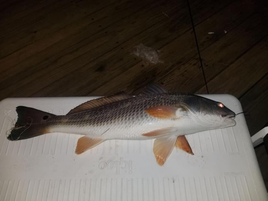 Paradise lagoon*bayhouse fishing*beach*Dogfriendly view 3