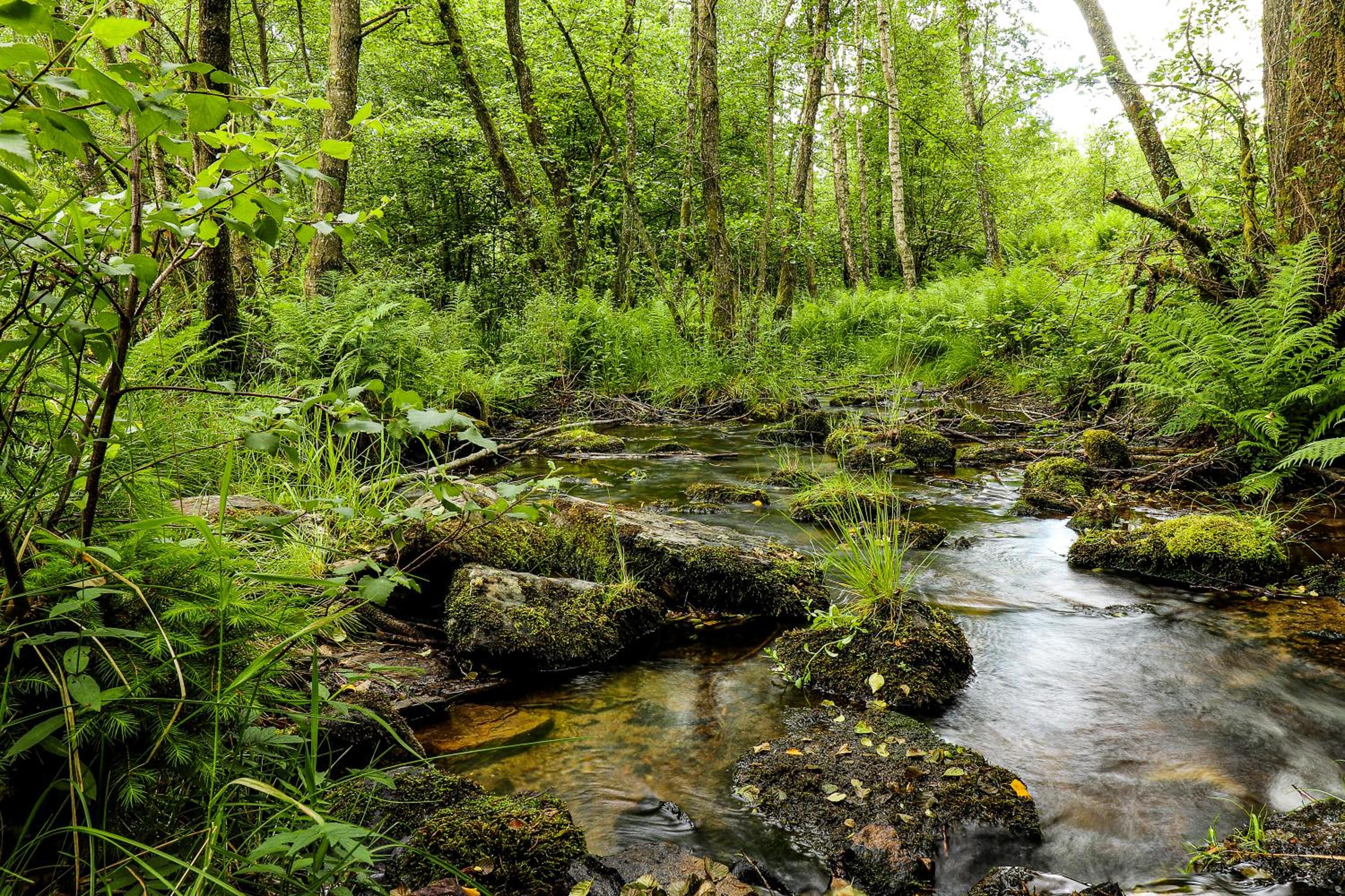 Nid'Ardennes