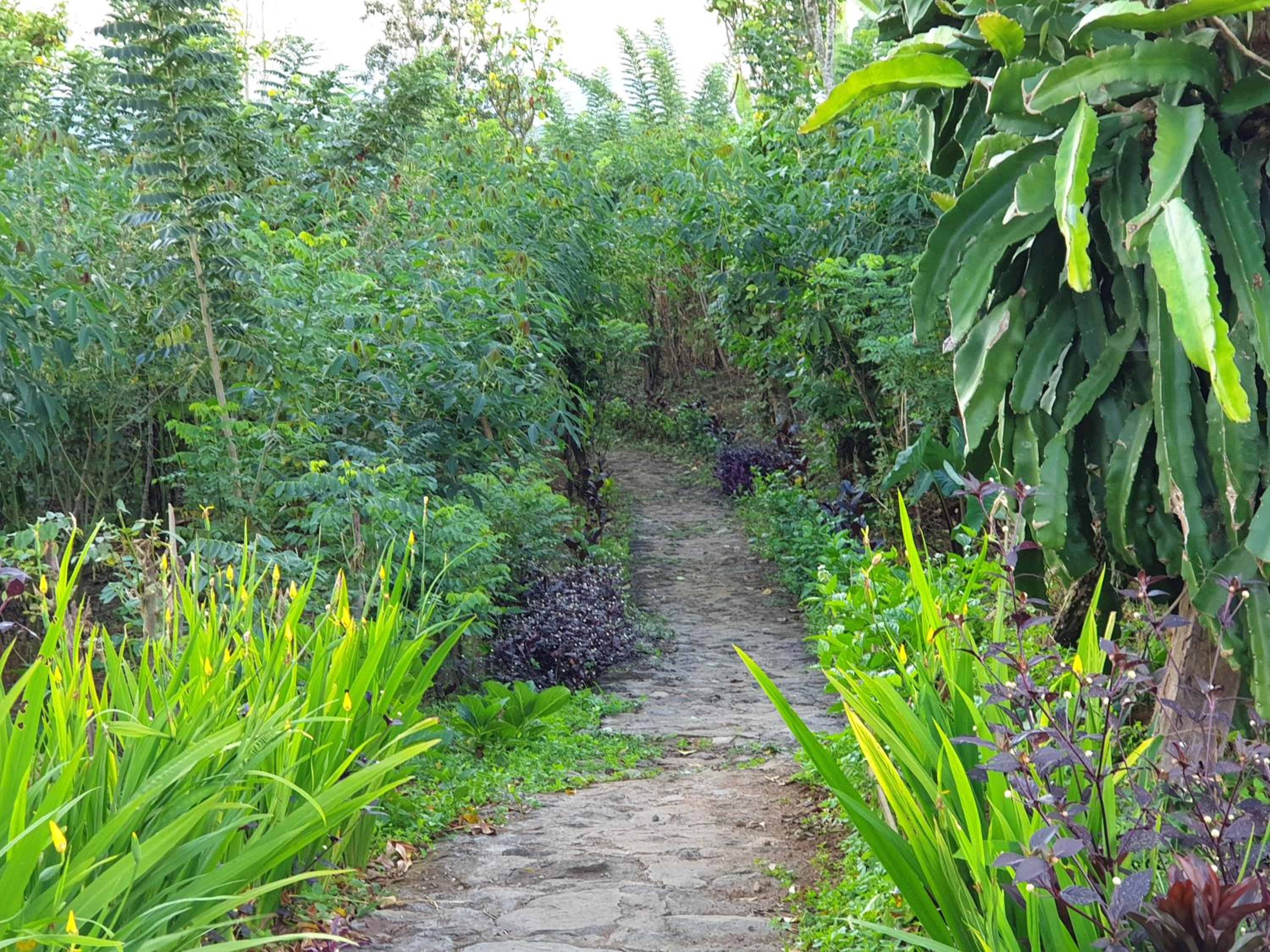 Villa Pondok Dauh Saba view 5