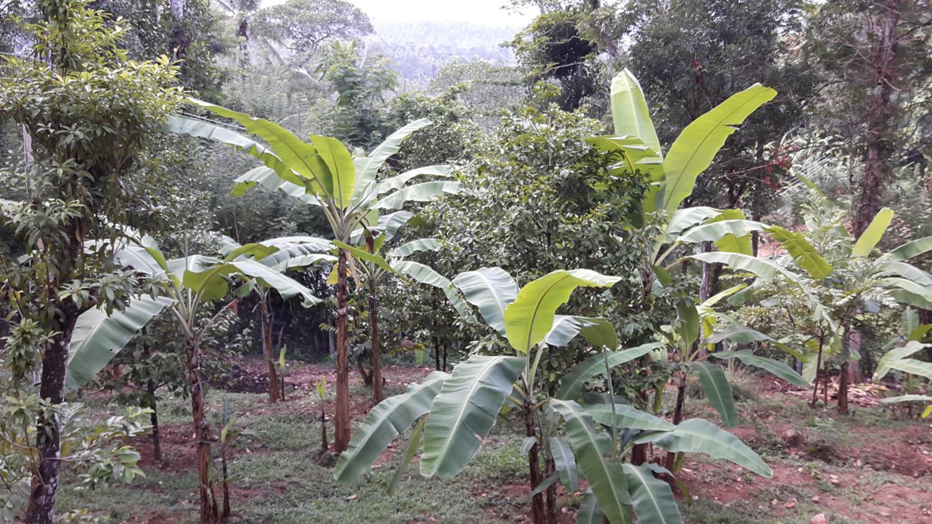 Zee's Garden view 2