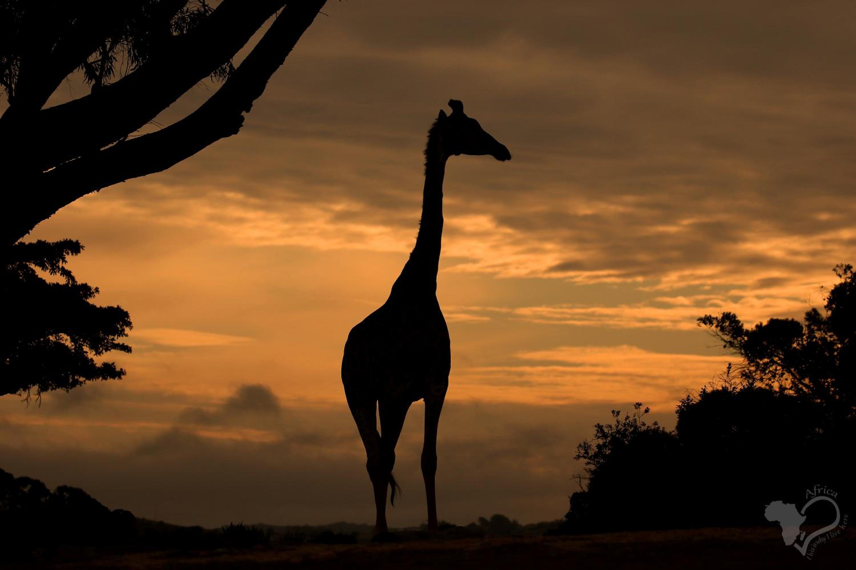 Kragga Kamma Game Park