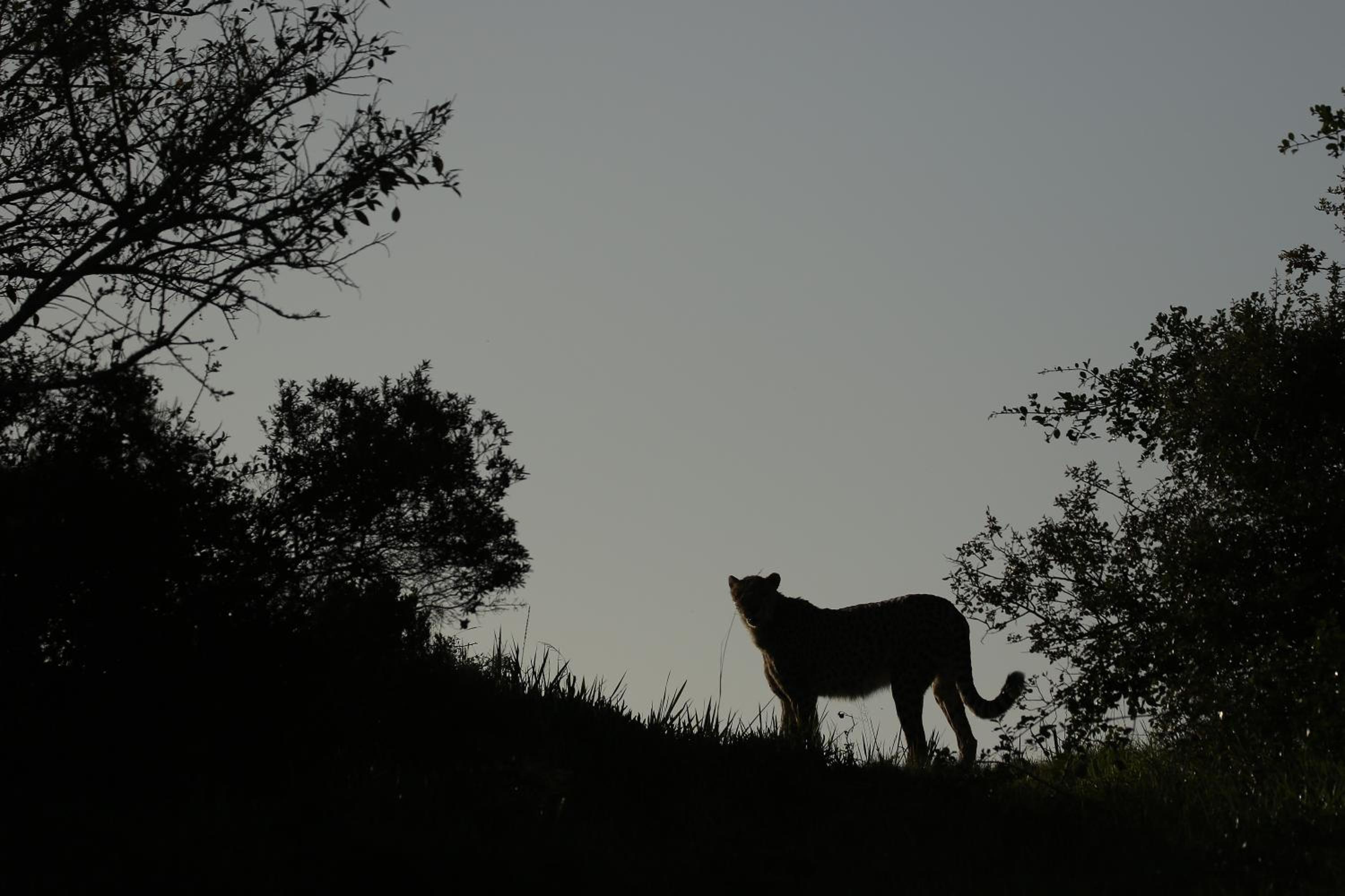 Kragga Kamma Game Park